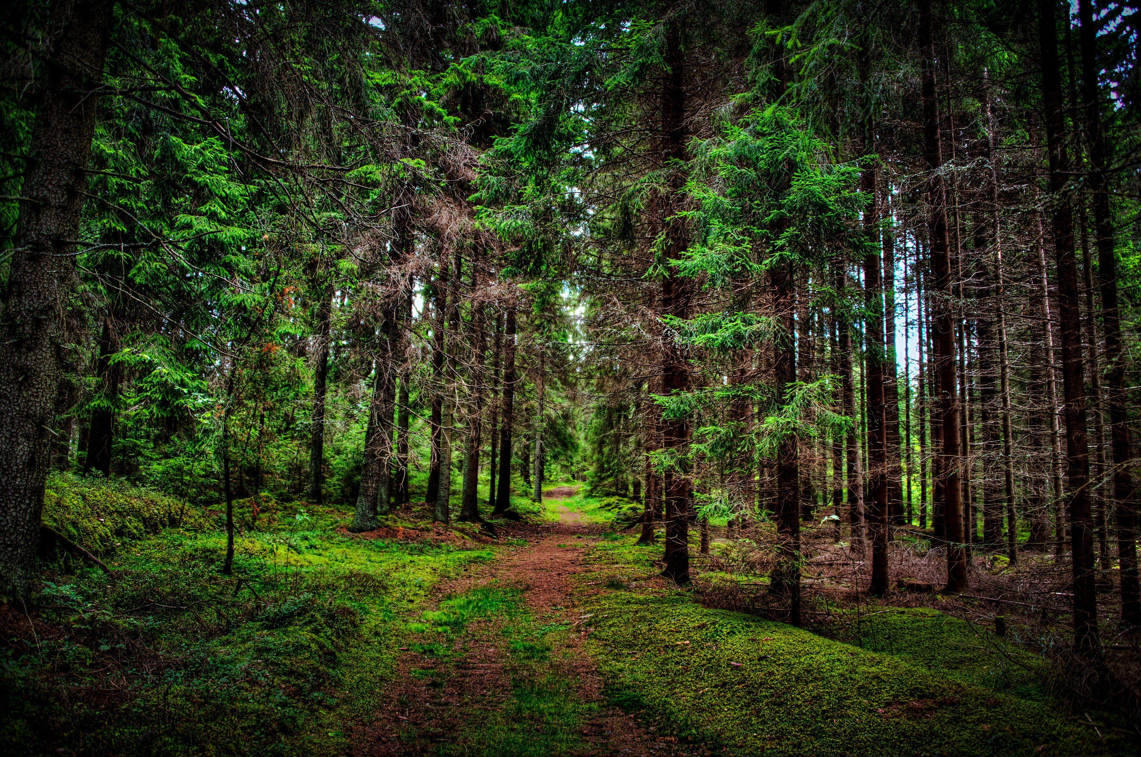 Forest Trees Wallpapers - Wallpaper Cave