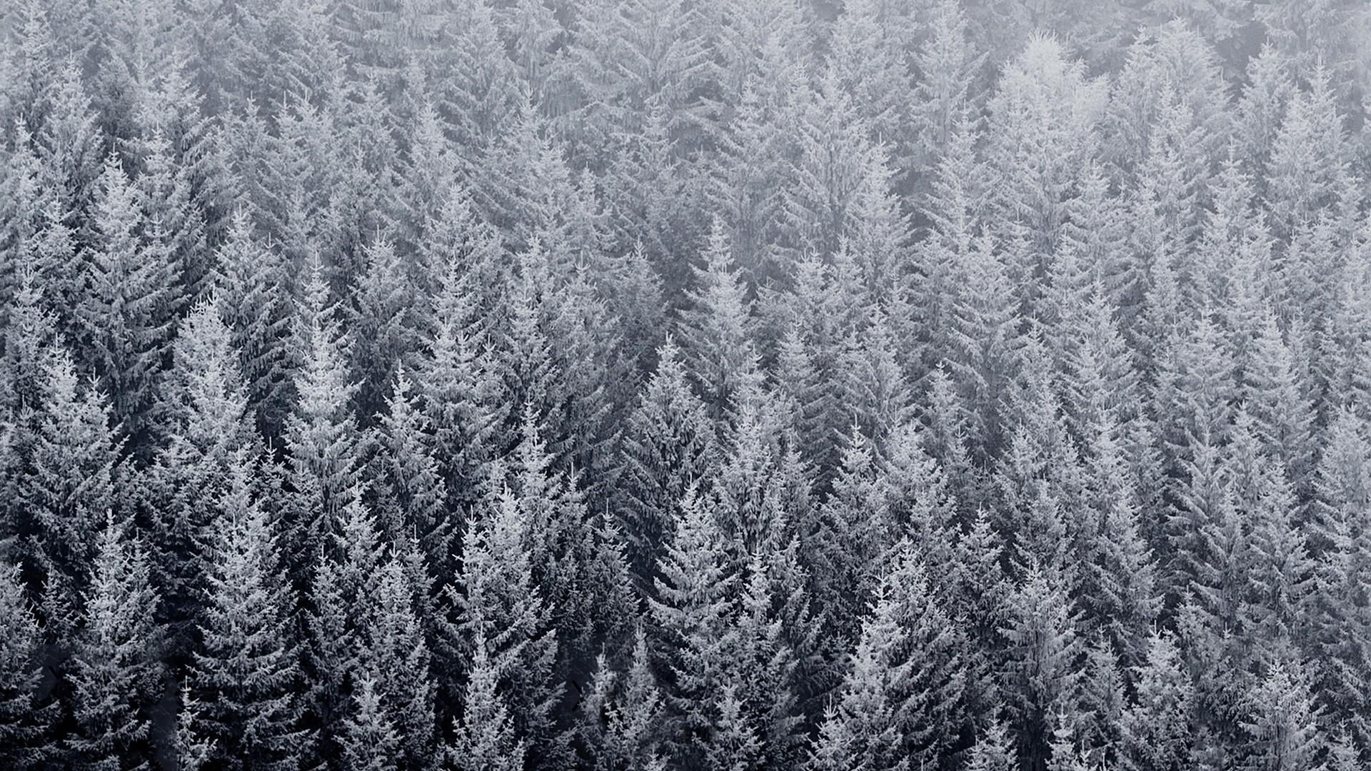 Aerial Frozen Pine Forest In Winter Wallpaper. Wallpaper Studio 10