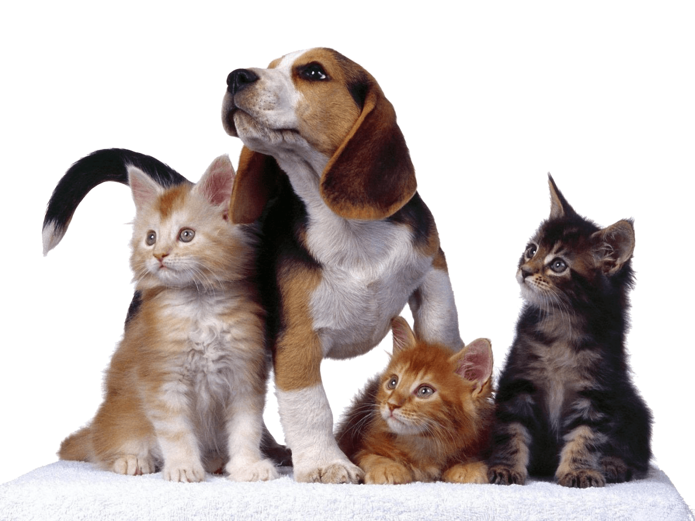 veterinary animals wallpaper