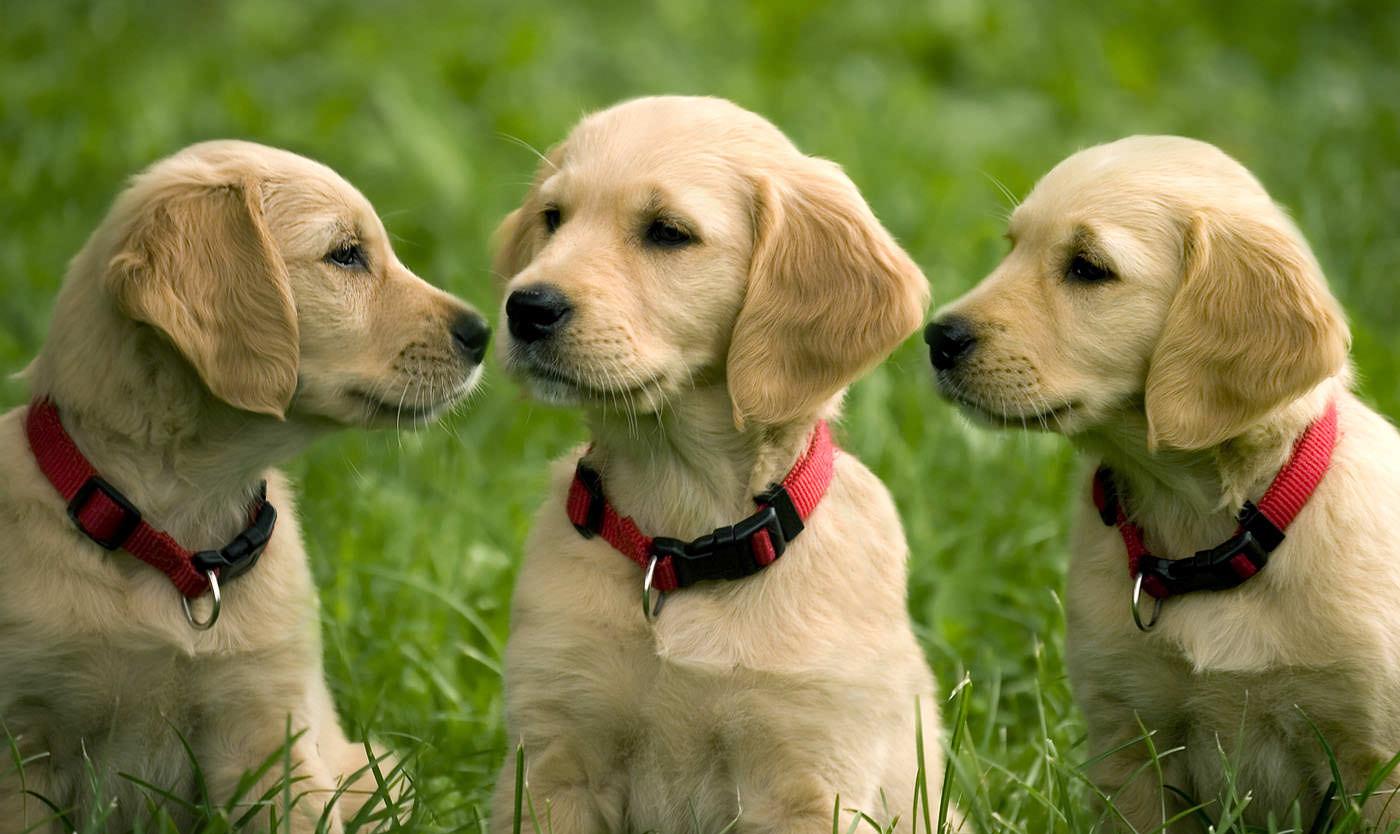 Veterinary Wallpapers - Wallpaper Cave