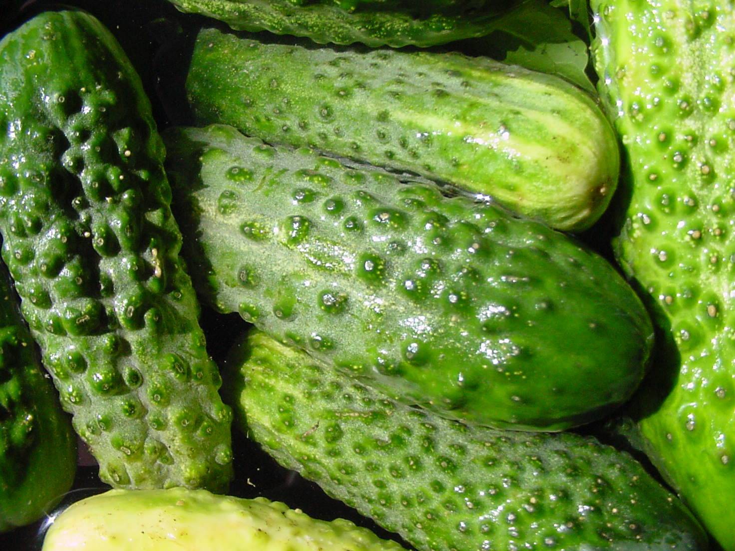 Pickles HD Wallpaper, Background Image
