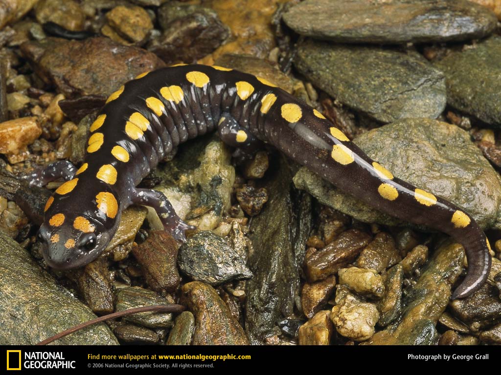 Salamander Wallpaper Animal Spot