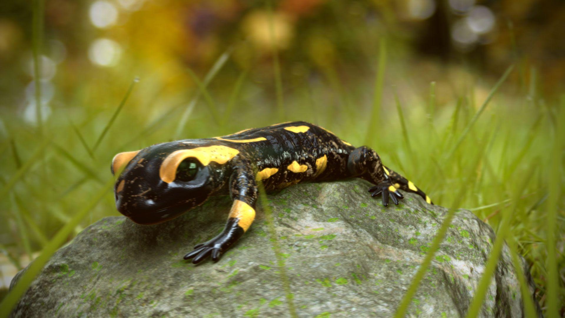 Salamander Wallpaper Animal Spot