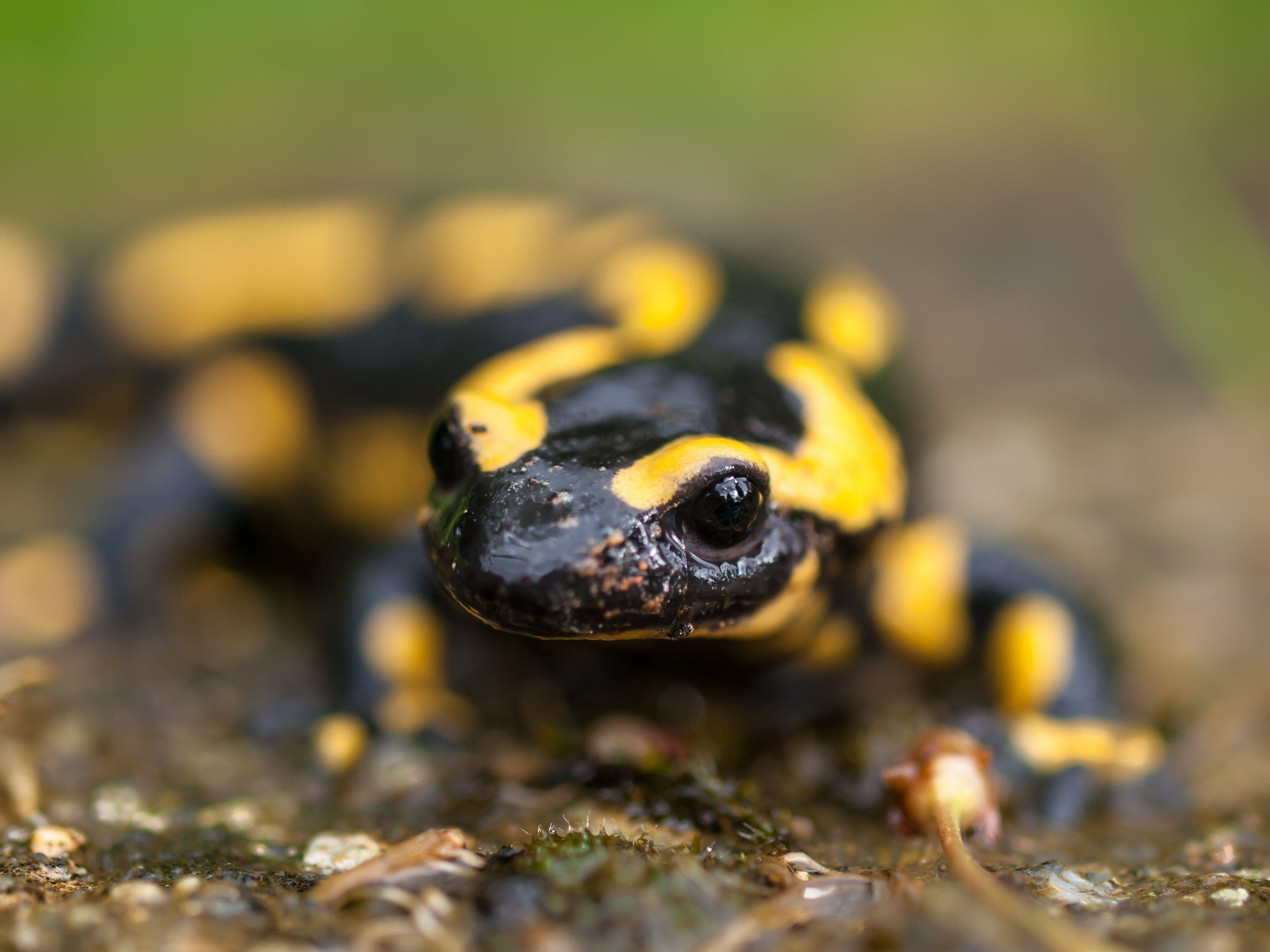 Yellow and black gecko, fire salamander HD wallpaper