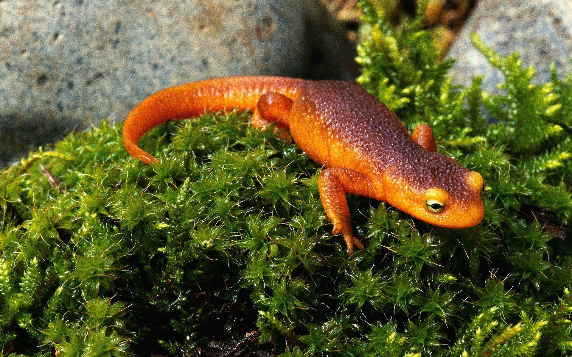 Amphibians / Salamanders HD Wallpaper