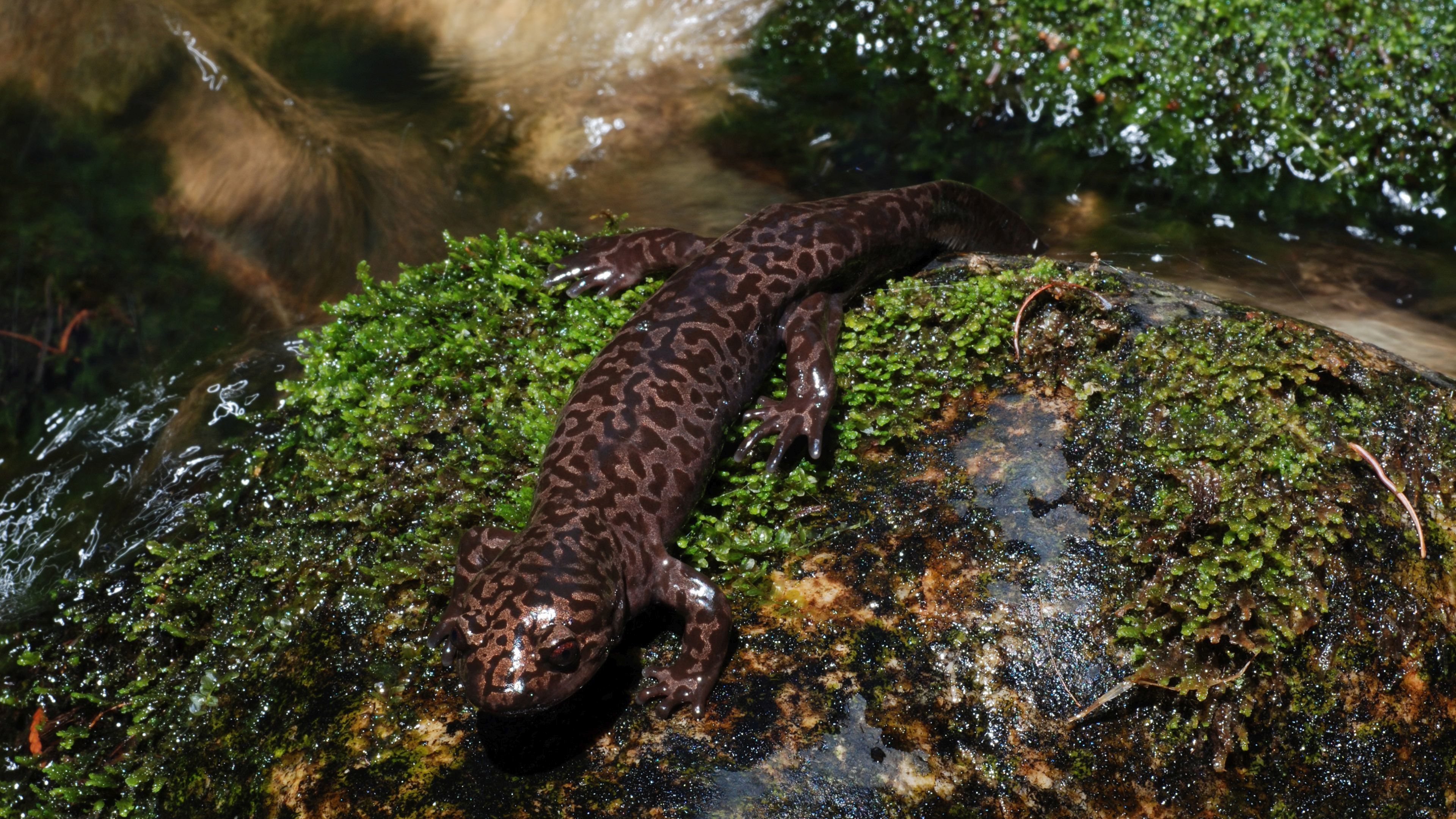 Salamander Wallpaper