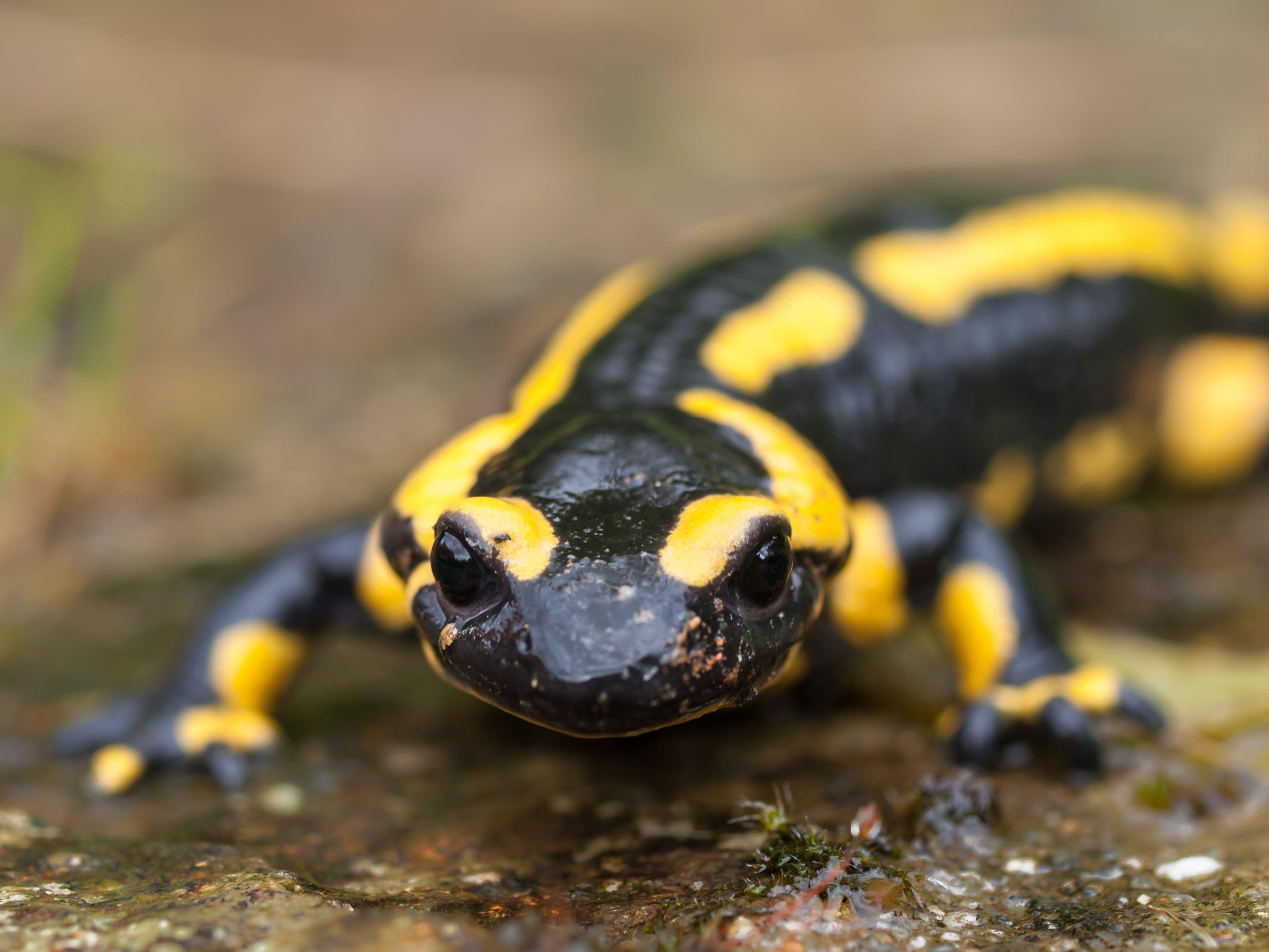 Black and yellow reptile, fire salamander HD wallpaper