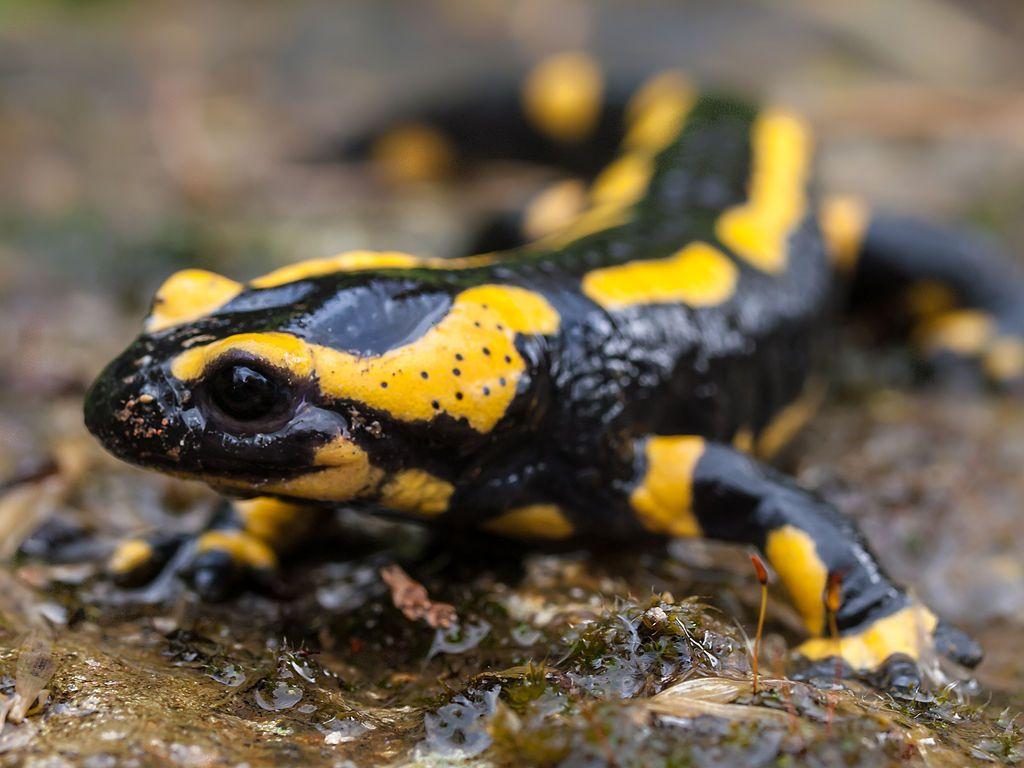 Salamander Image for Tatouage