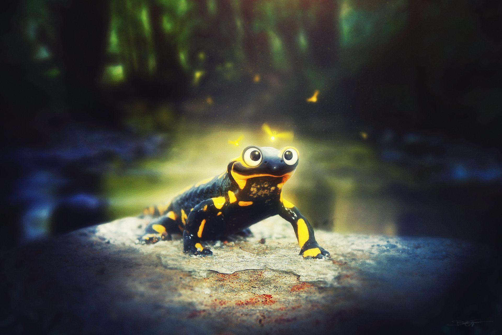Salamander Full HD Wallpaper and Background Imagex1281