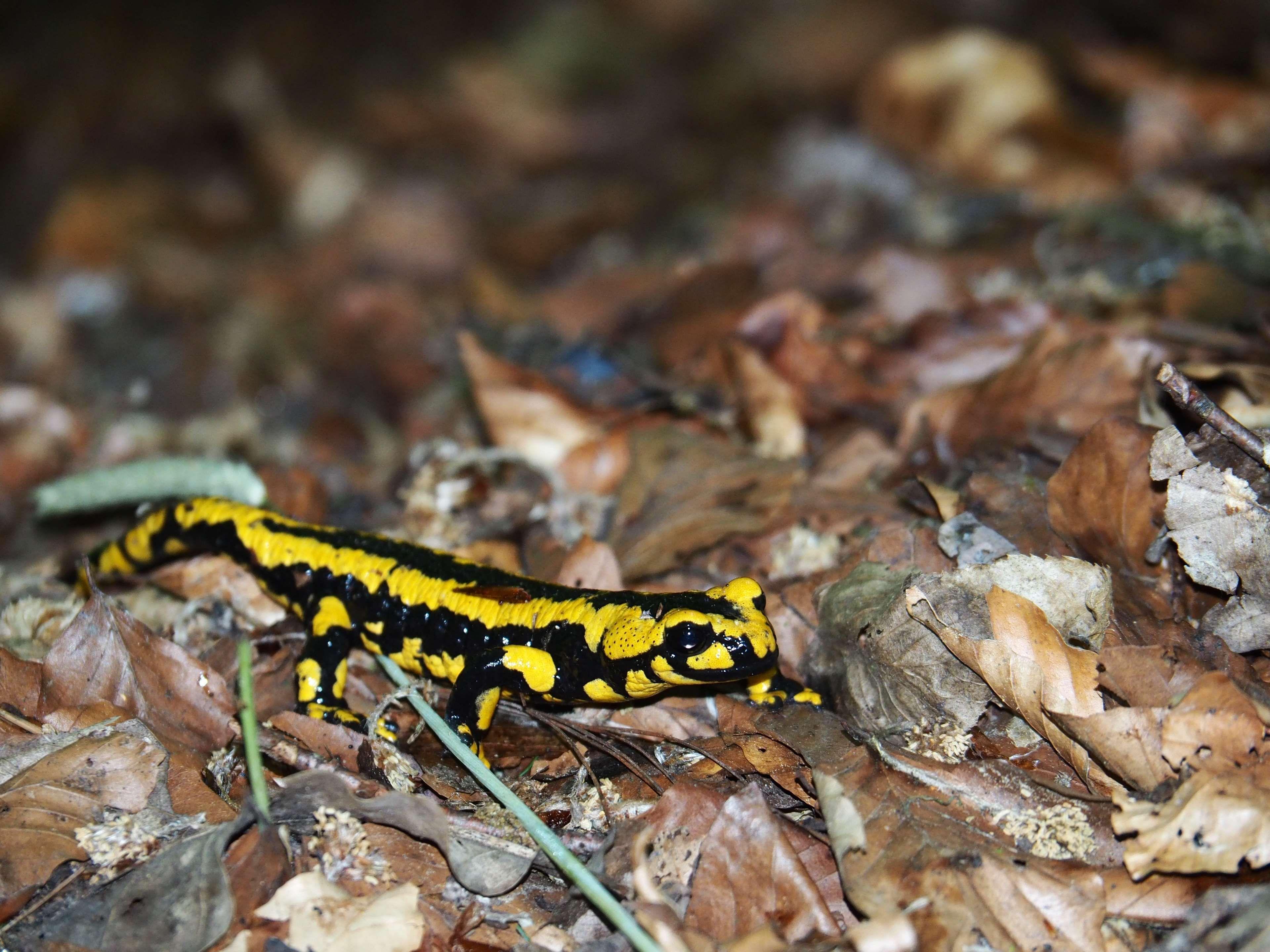 amphibian #animal #close up #dry leaves #macro #reptile #salamander