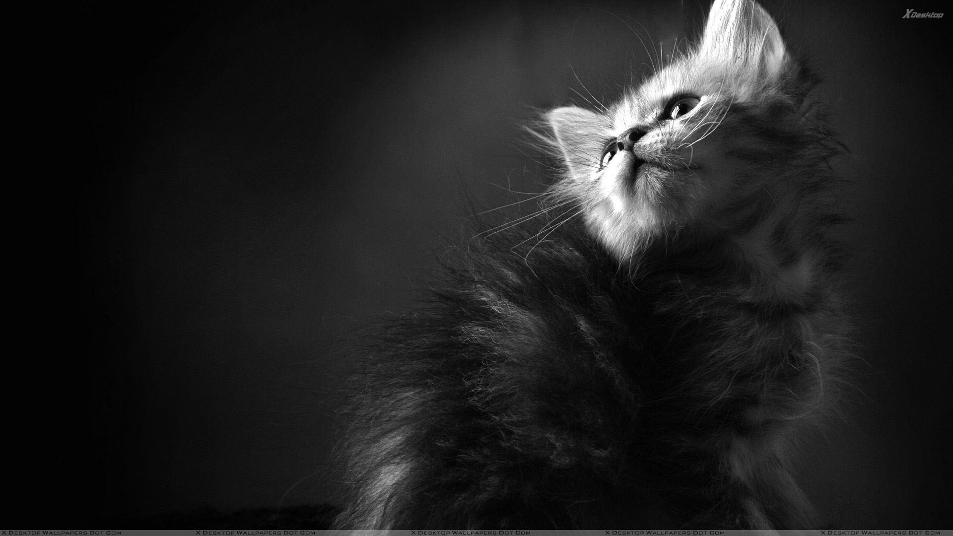 Pics Of Black And White Cat Wallpaper