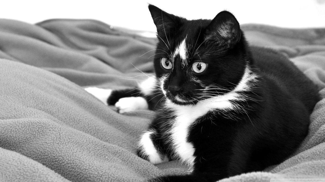 black and white picture. Animals. White cats, Cat