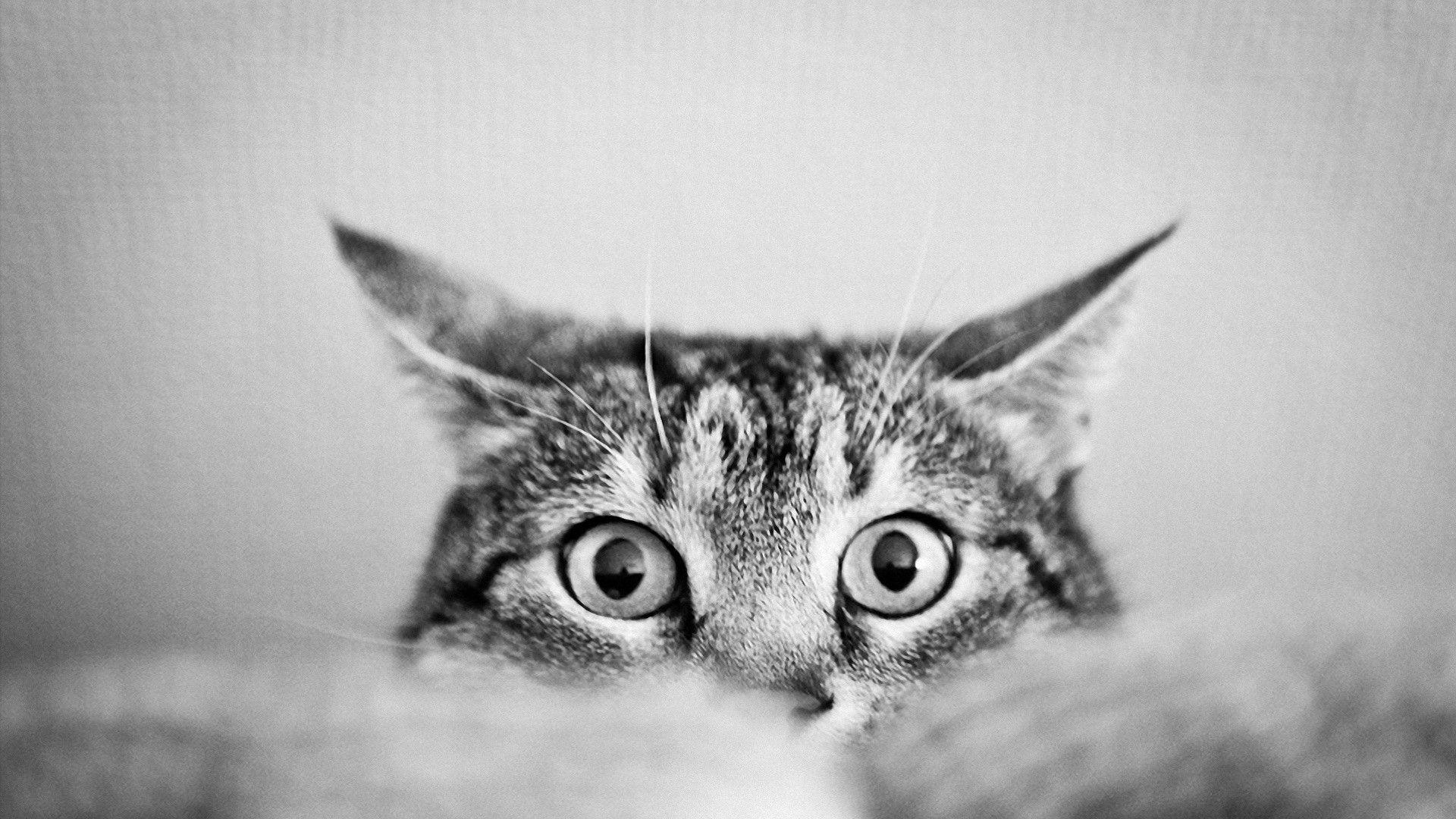 black and white, eyes, cats, animals, cat eyes wallpaper