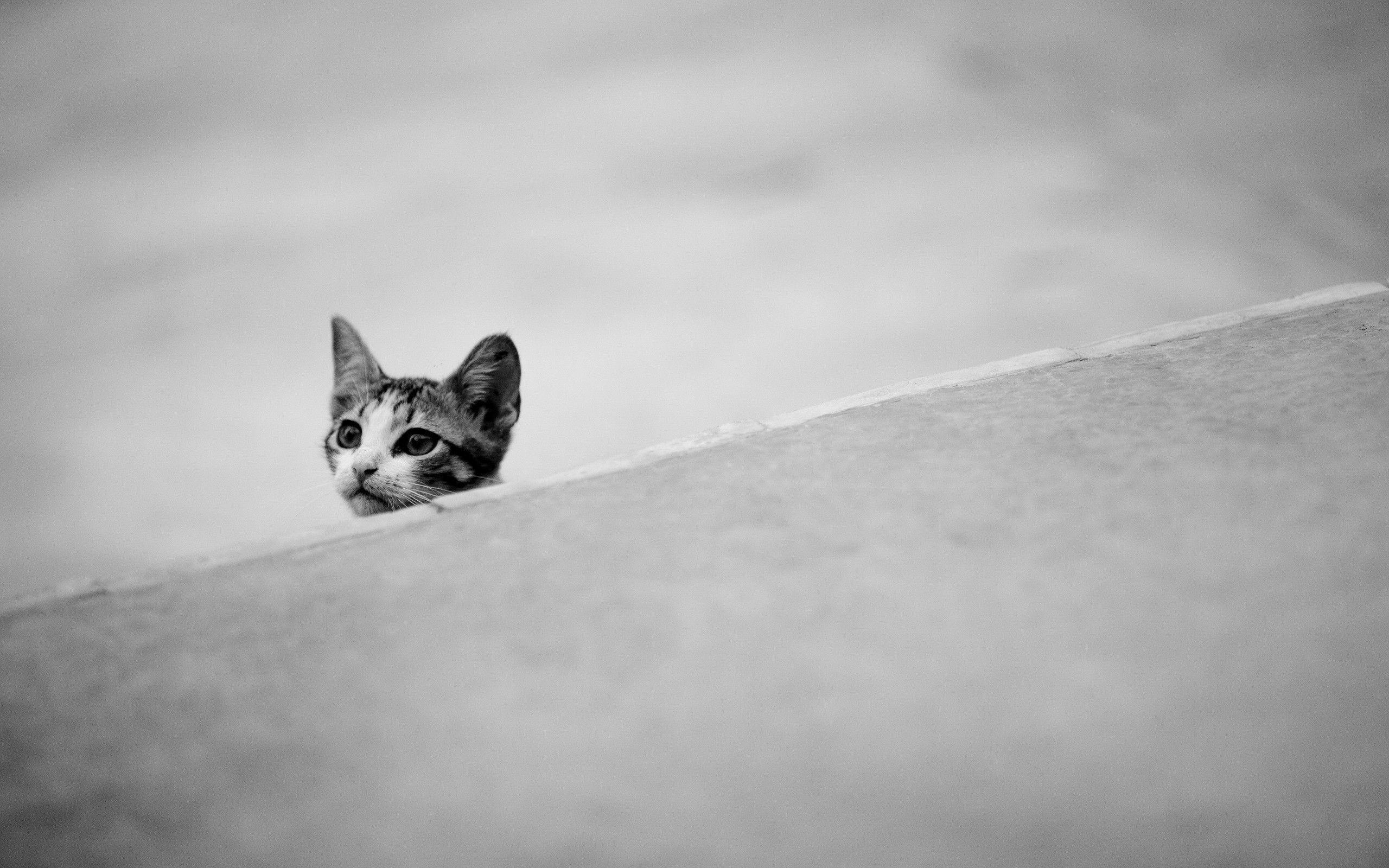 black and white. Black and white cat wallpaper Black and white cat