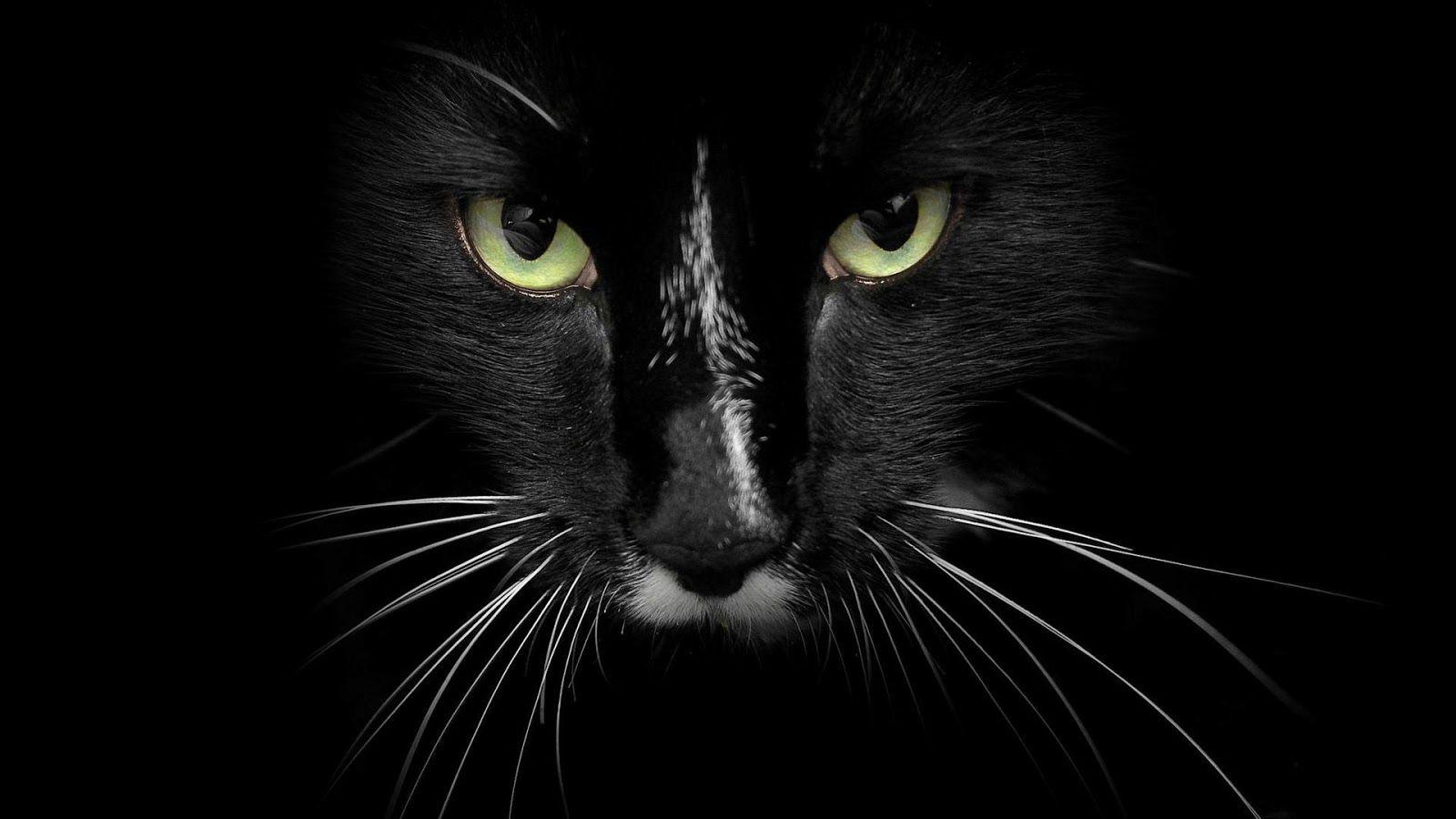 Black And White Cats Wallpapers - Wallpaper Cave