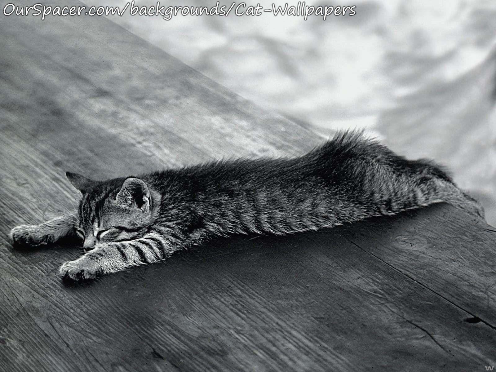 Black and white cat sprawled out on the deck wallpaper