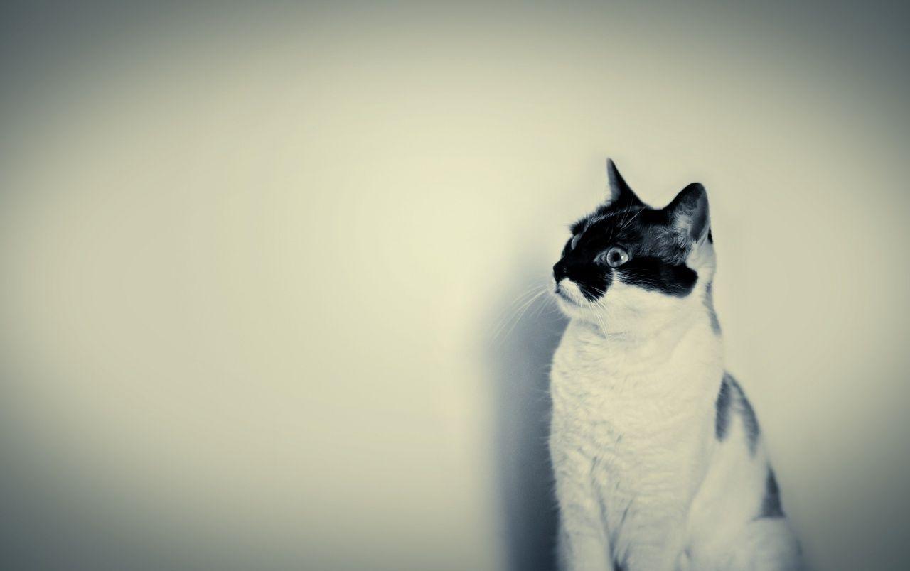 Cute Black and White Cat wallpaper. Cute Black and White Cat stock