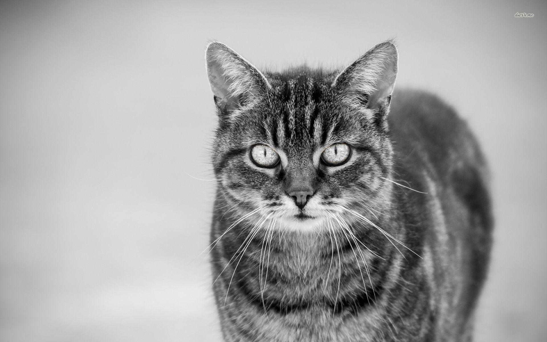 Black and white picture of a cat wallpaper wallpaper