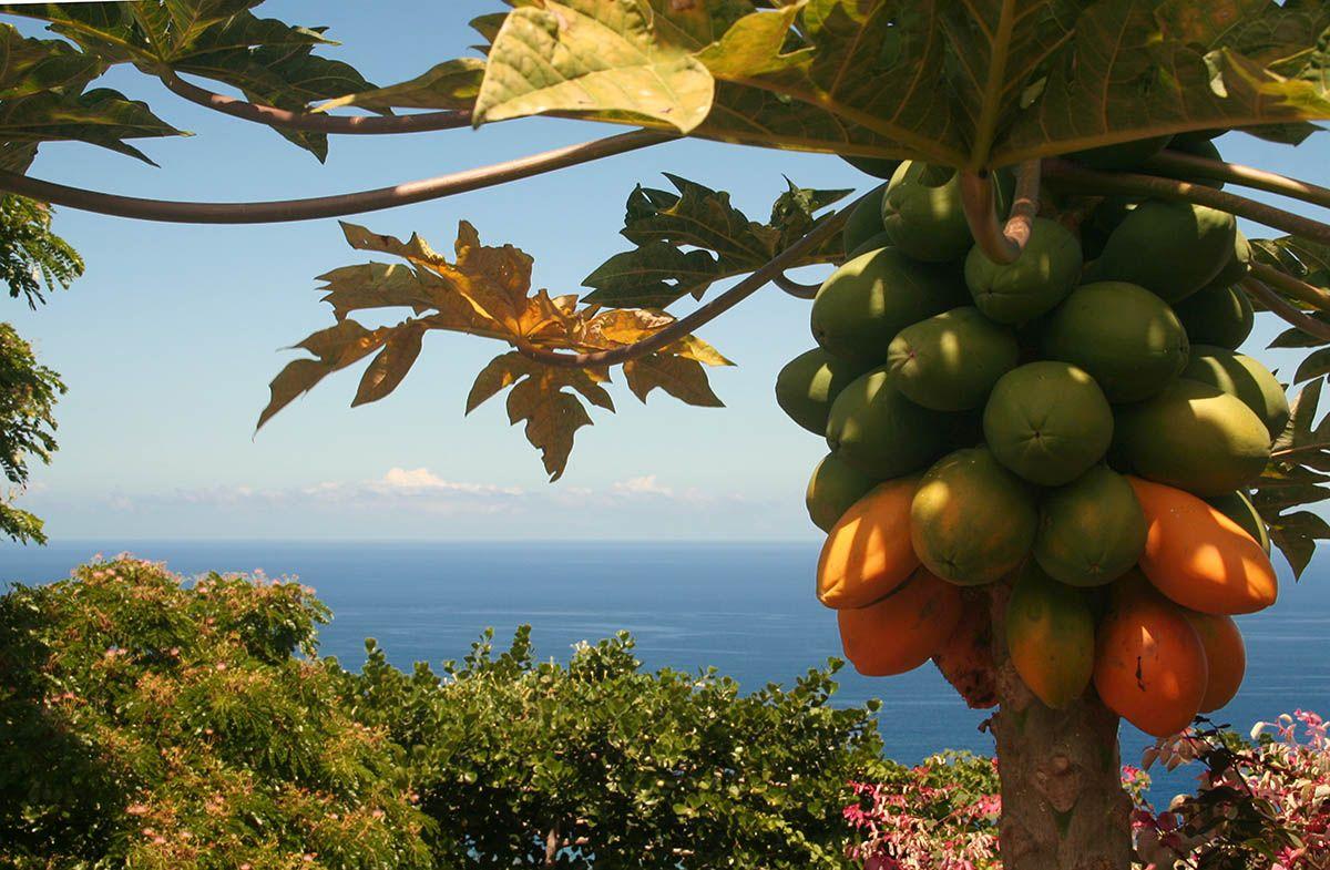 Papaya Tree Picture