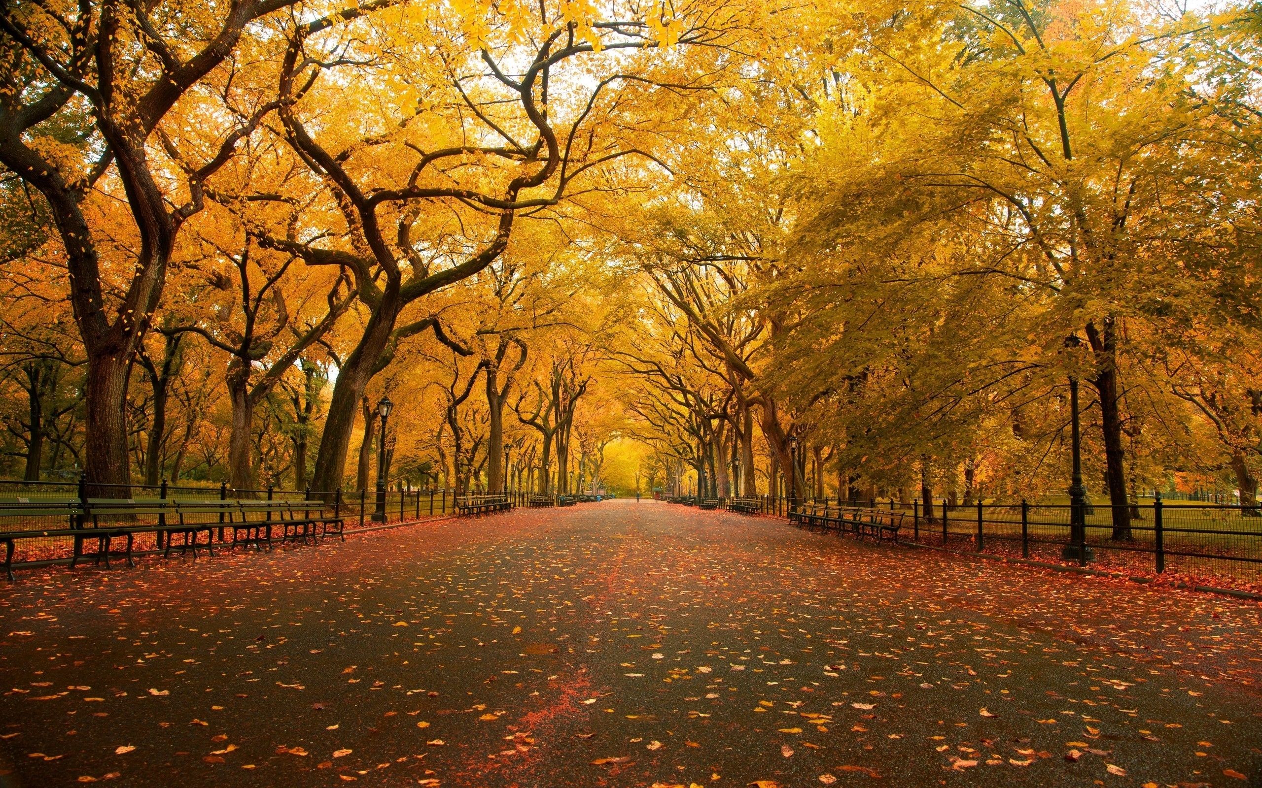 Autumn Avenue wallpaper. Autumn Avenue