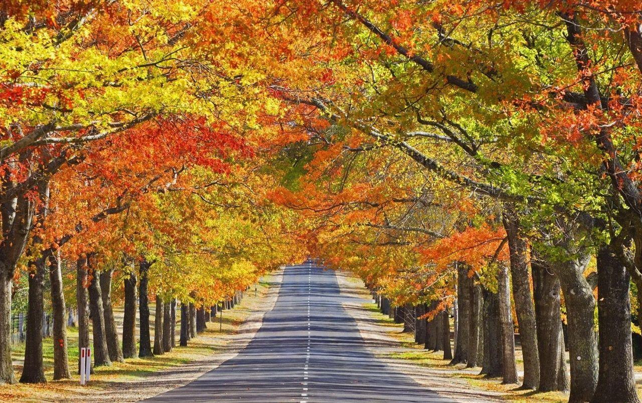 Autumn Trees Avenue wallpaper. Autumn Trees Avenue