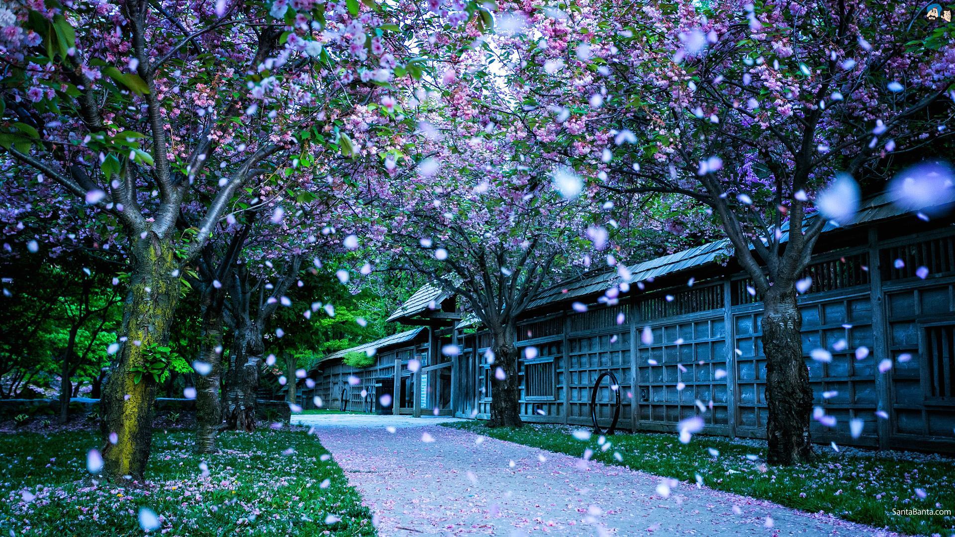 Z Wallpaper Avenue With Flowering Trees And Petals x 1080
