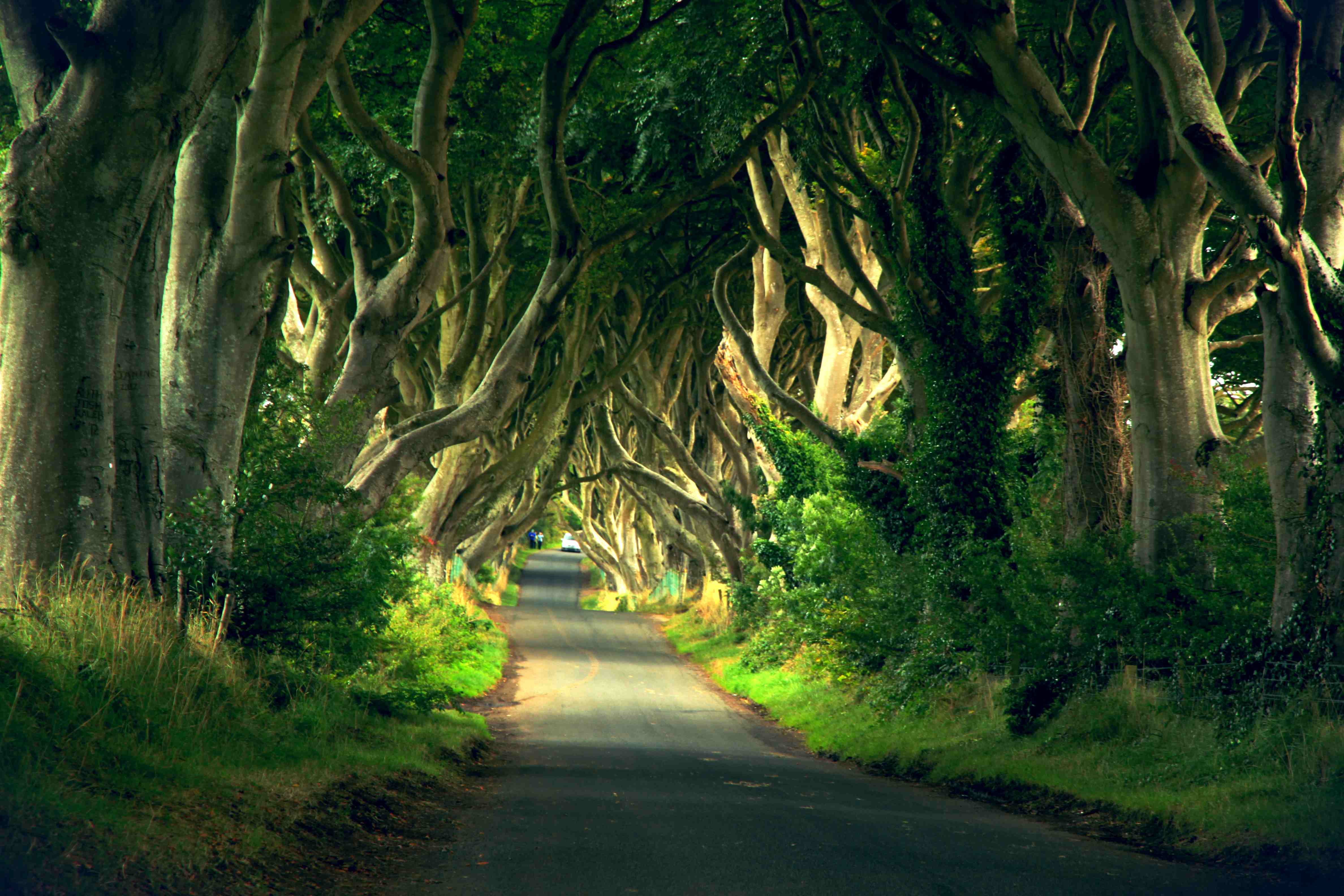 Tree Avenue Wallpaperx3168