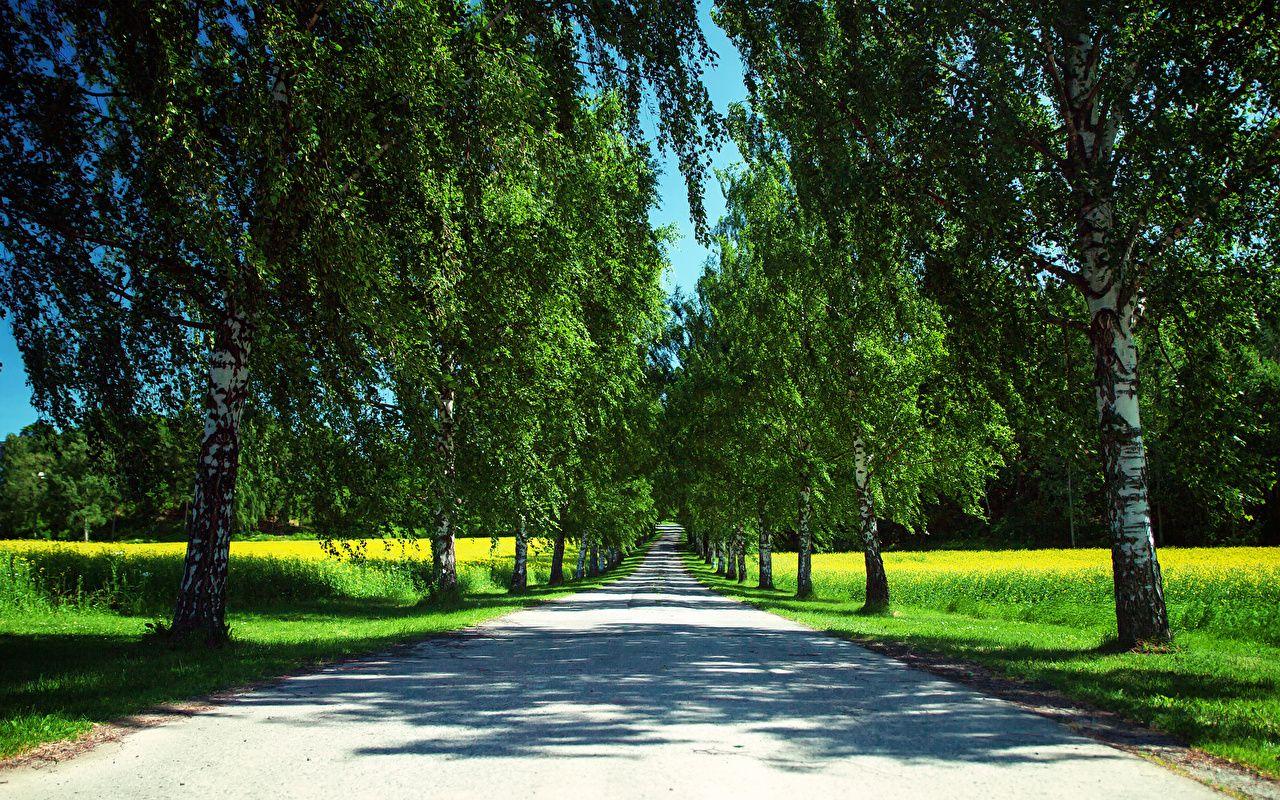 image Birch Nature Avenue Summer Roads Trees