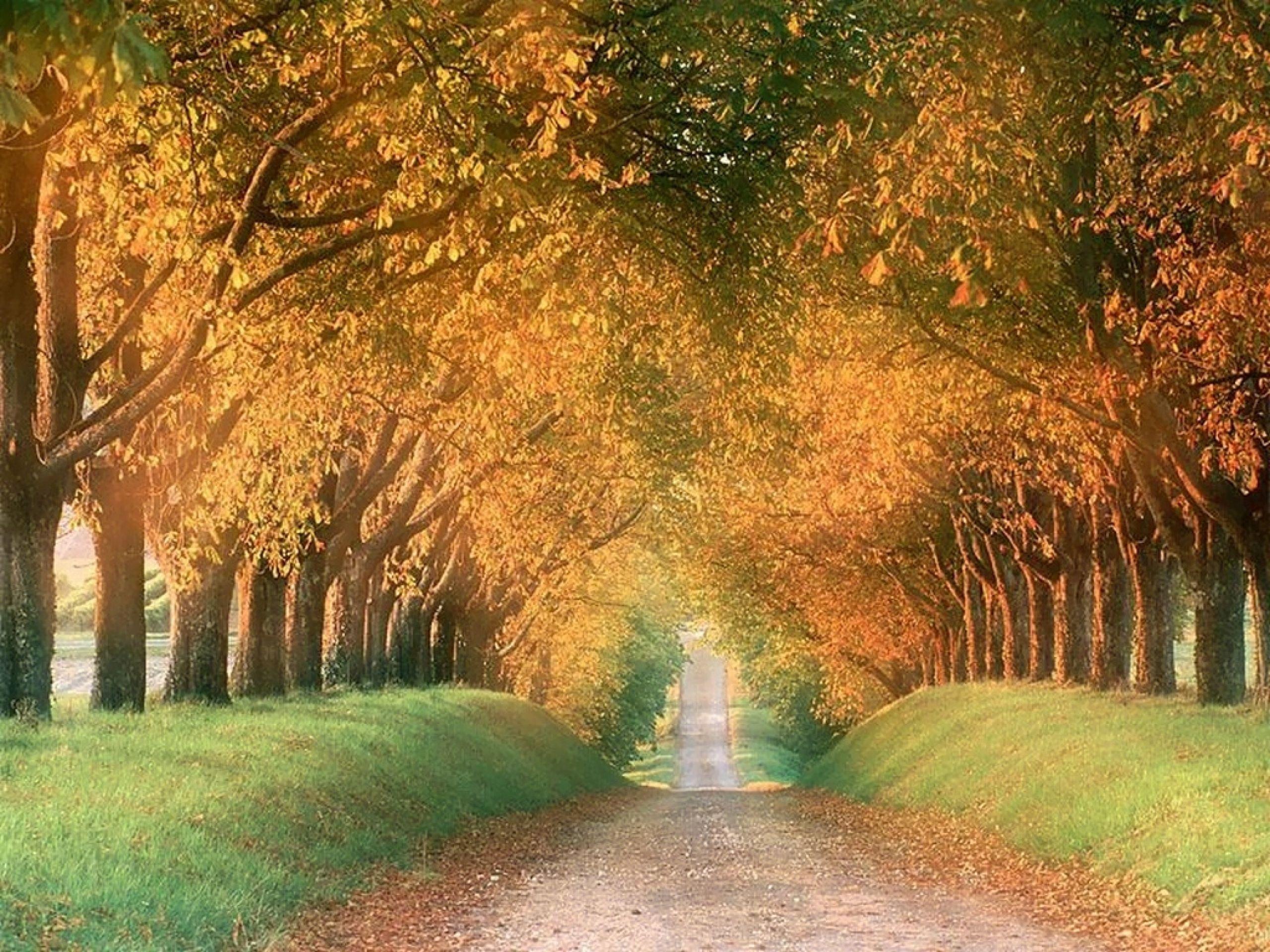Hilly Autumn Avenue wallpaper. Hilly Autumn Avenue