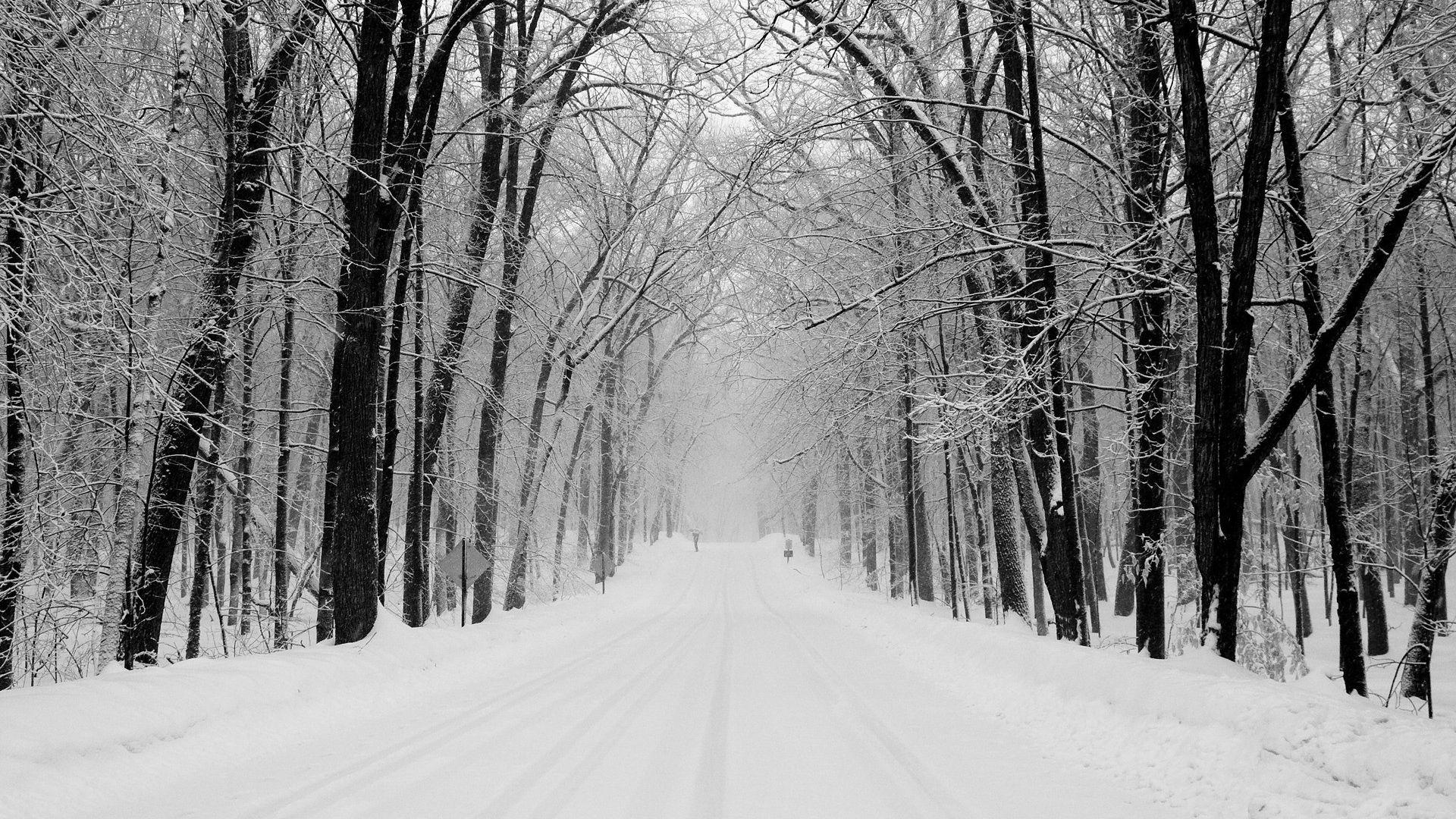 Download Wallpaper 1920x1080 avenue, trees, winter, snow, road Full