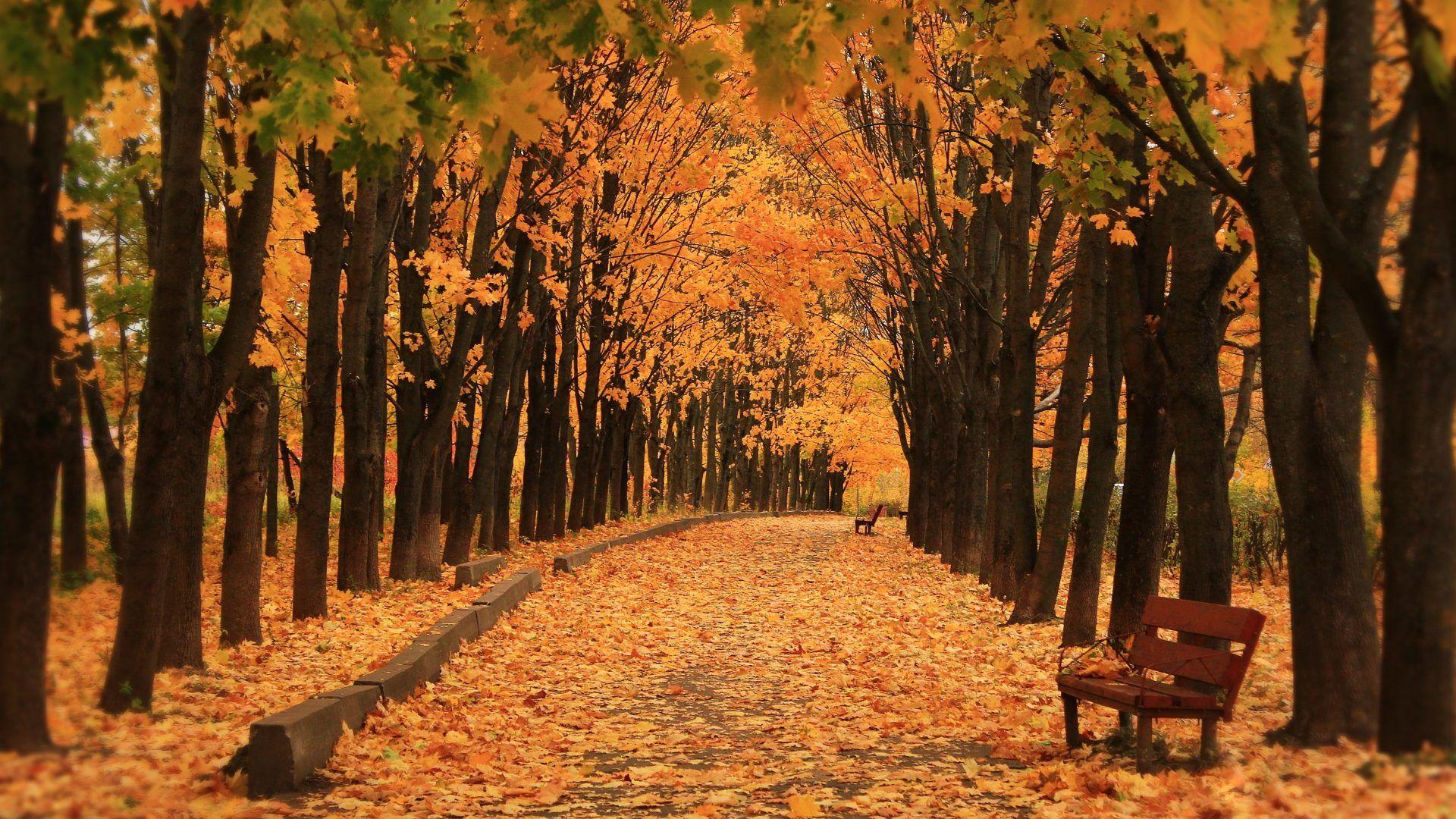 Avenue Tag wallpaper: Avenue Trees Autumn Bench Parks Nature Nice