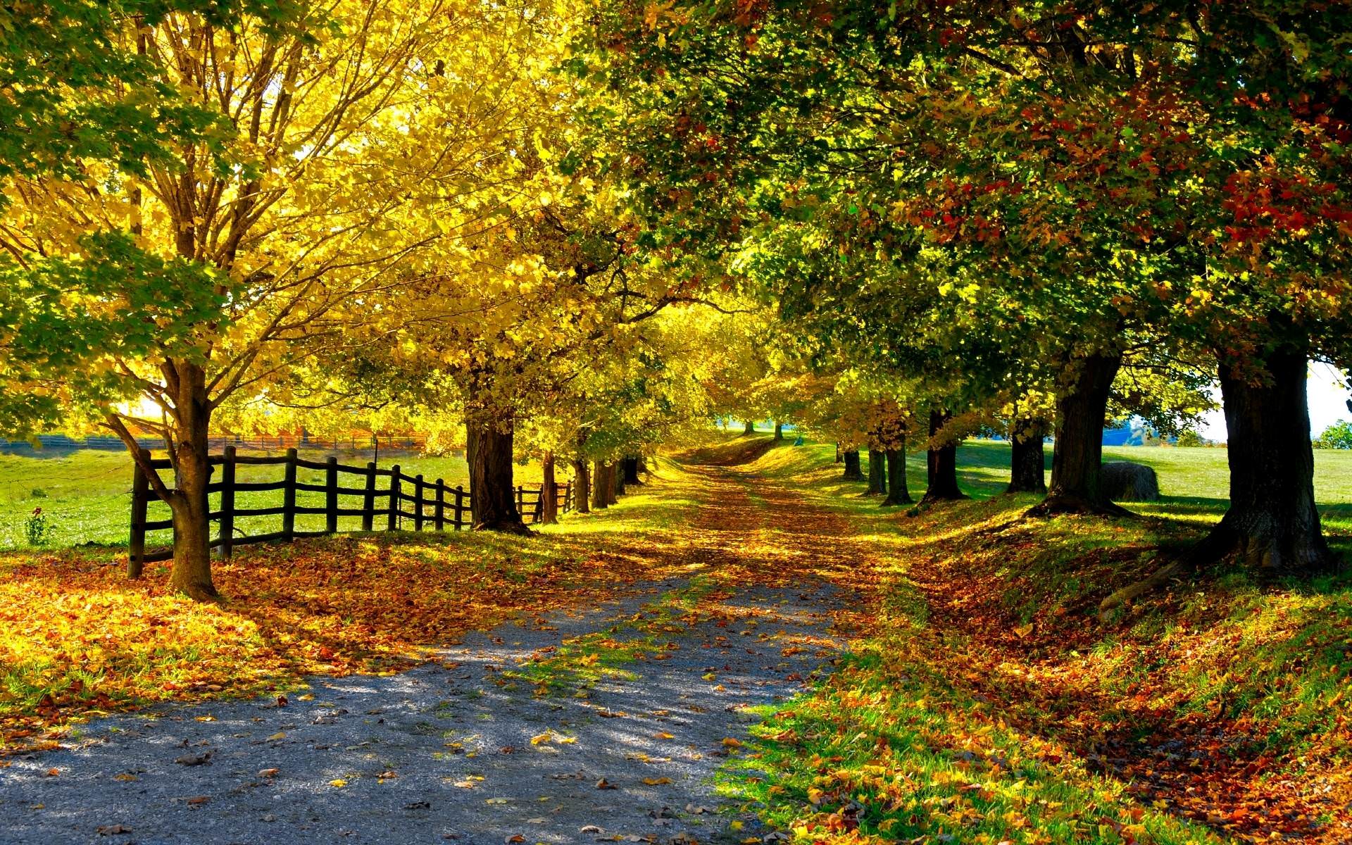 Autumn avenue HD wallpaper. HD Latest Wallpaper