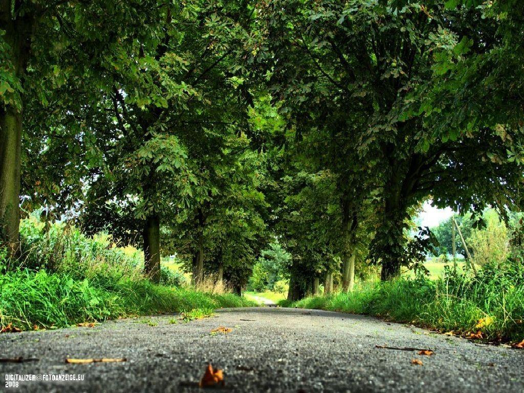 Forests: Avenue Forgotten Forest Wallpaper 3D for HD 16:9 High