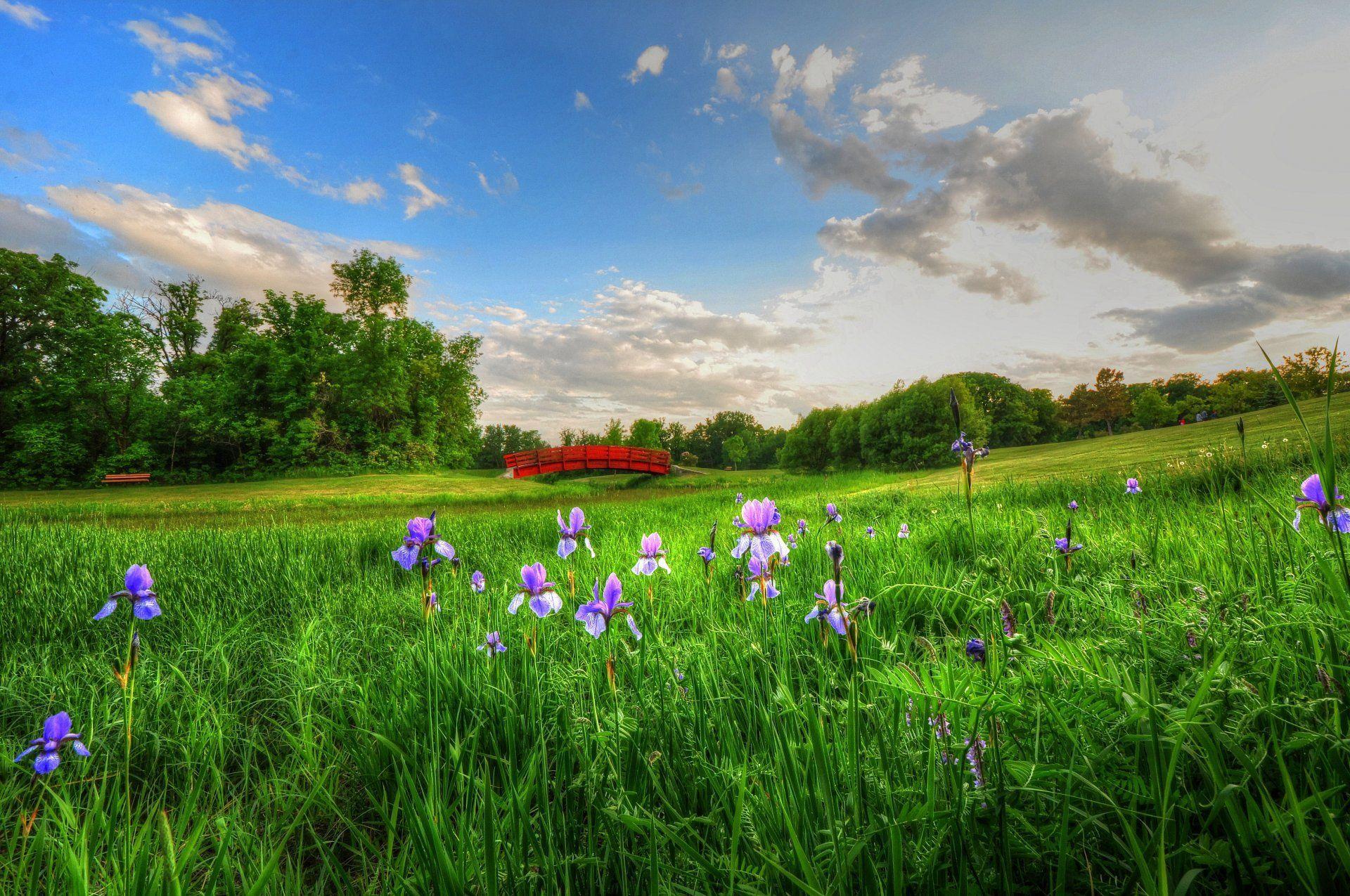 bridge meadow flower sky clouds bench picnic HD wallpaper