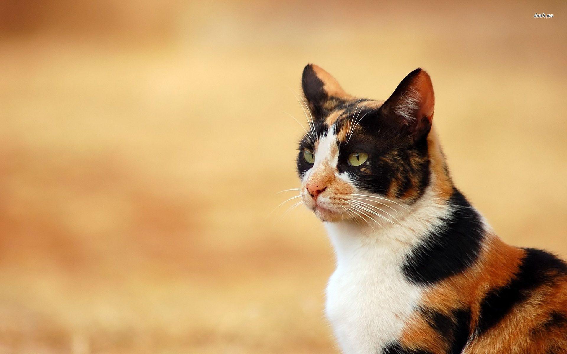 Calico Cat wallpaper by griff1959  Download on ZEDGE  c558