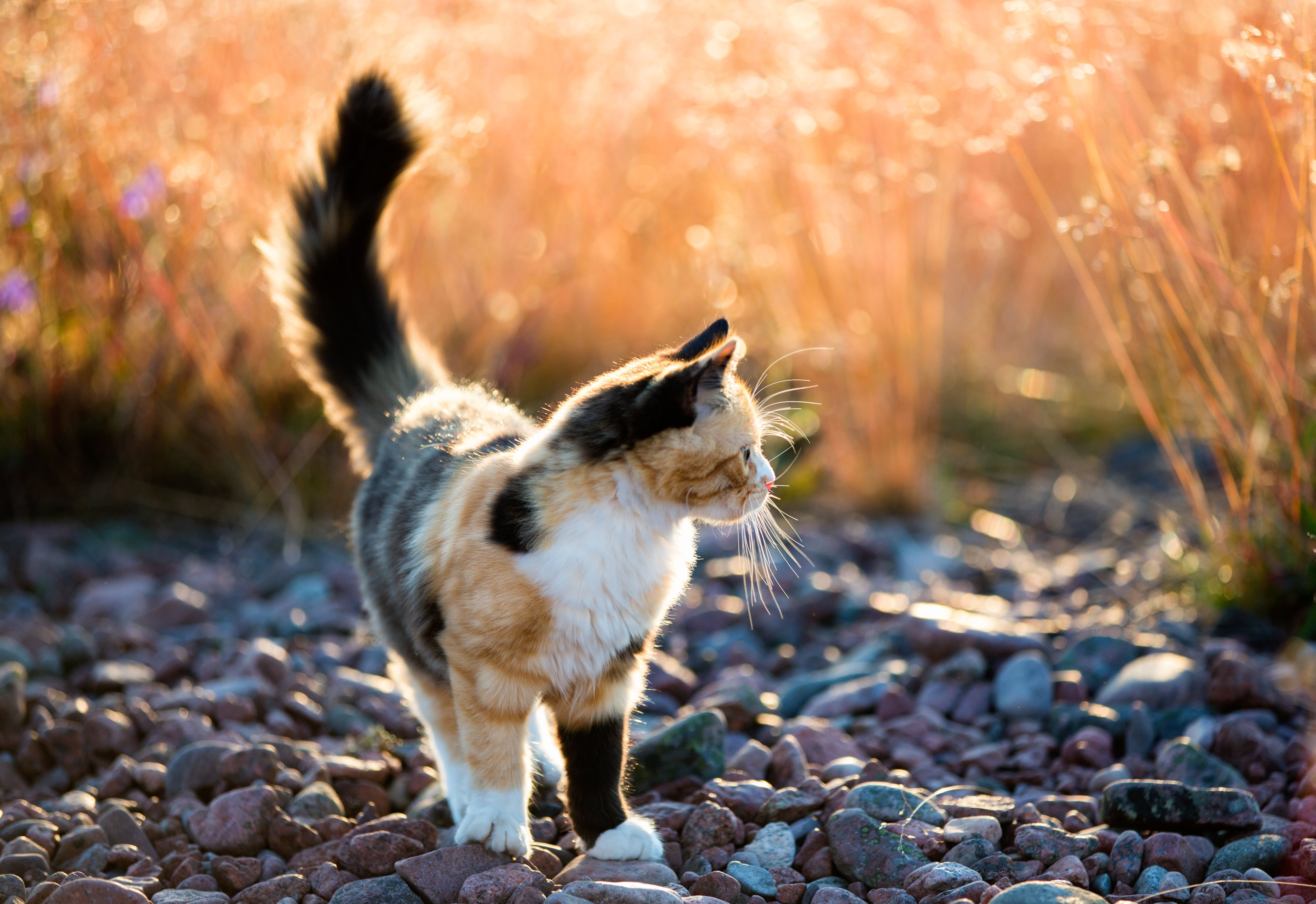 Calico Cat Walking On Gray Stone Field During Daytime Close Up Photo