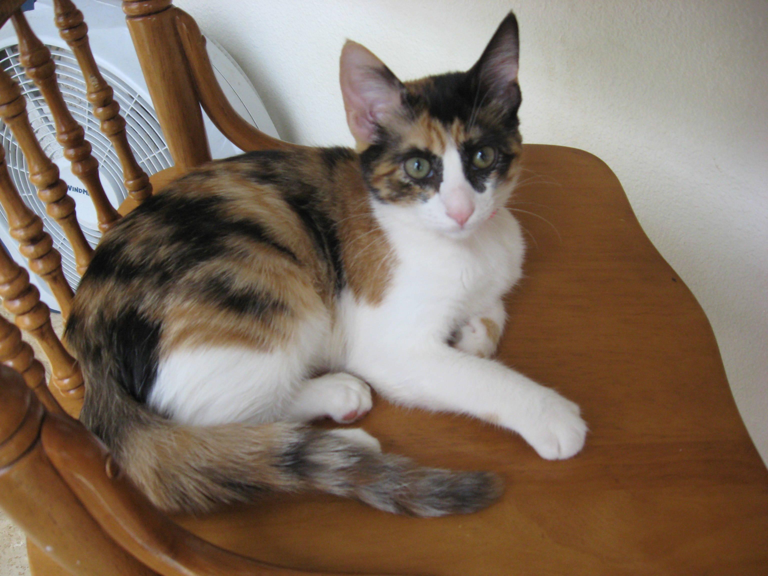 Kaili share your story living with a calico cat