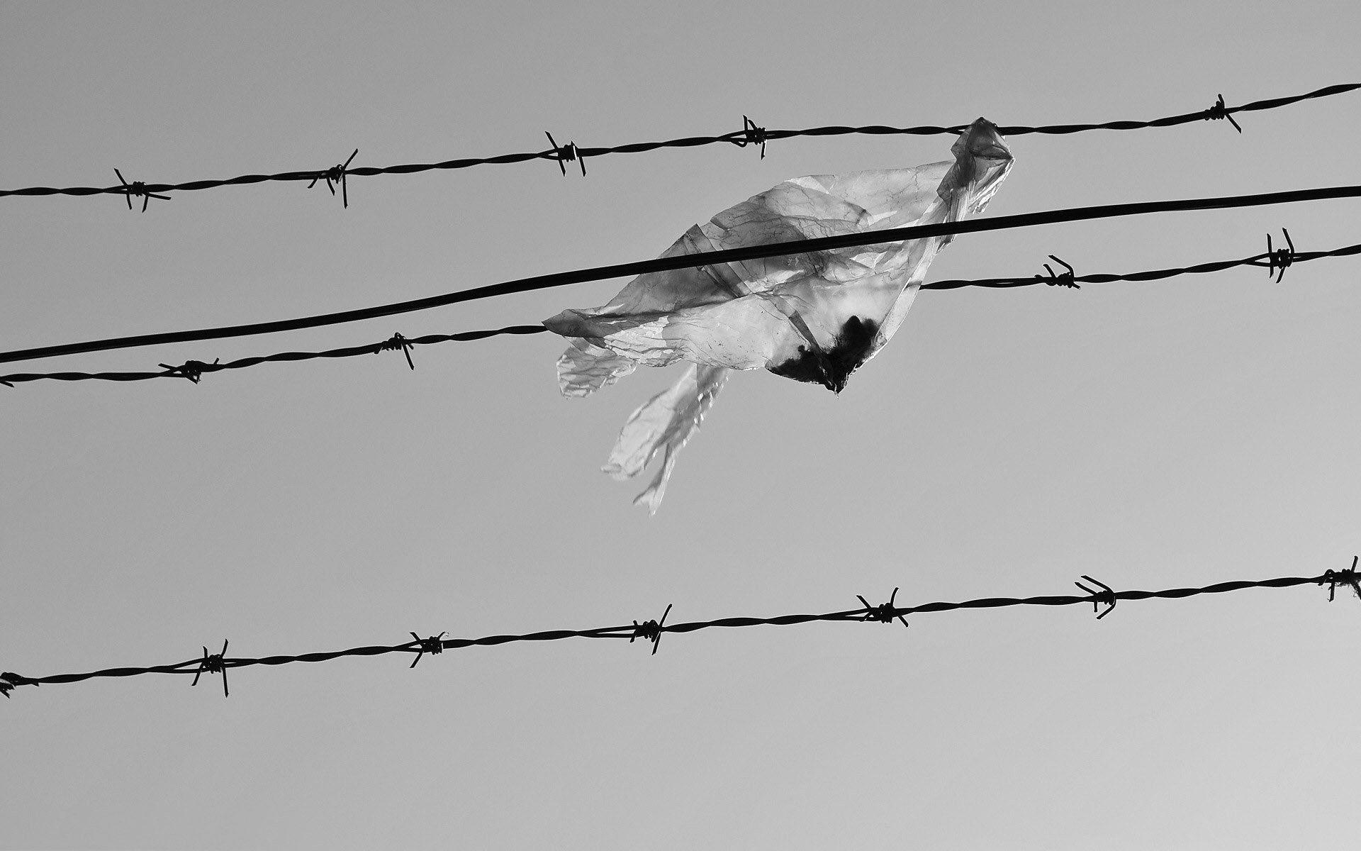 Plastic Bag Caught In Barbed Wire 420941