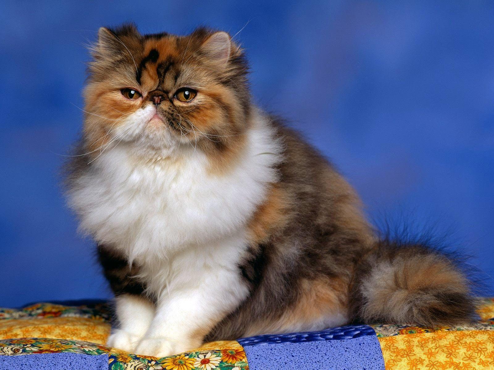 Persian Cat Calico Kitten Wallpaper Wallpaper Storm. Free