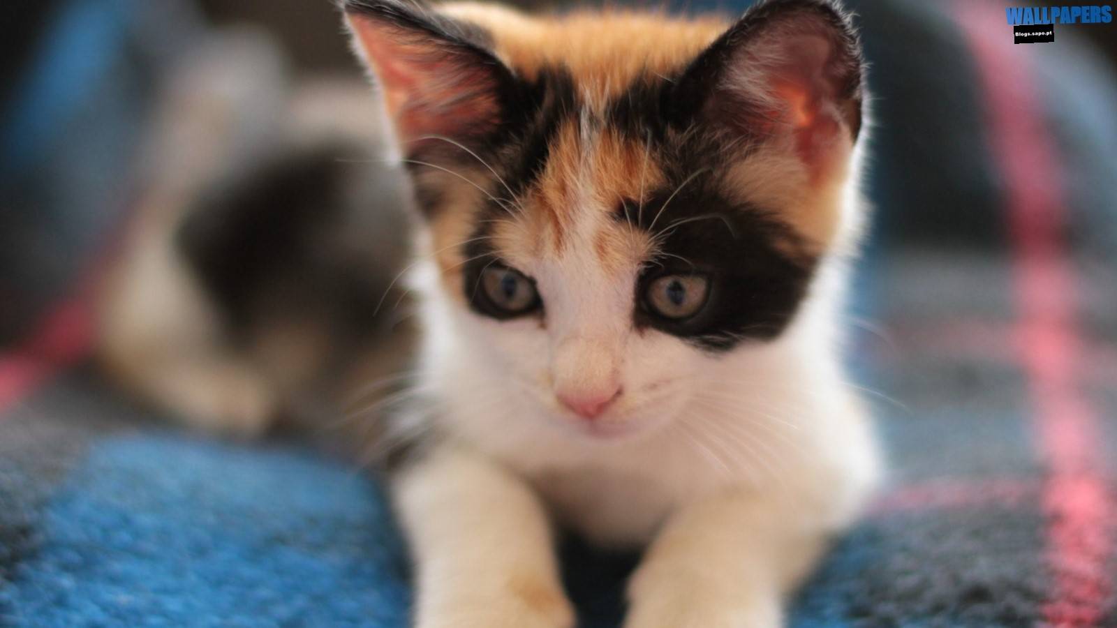 Calico Cat Wallpapers - Wallpaper Cave