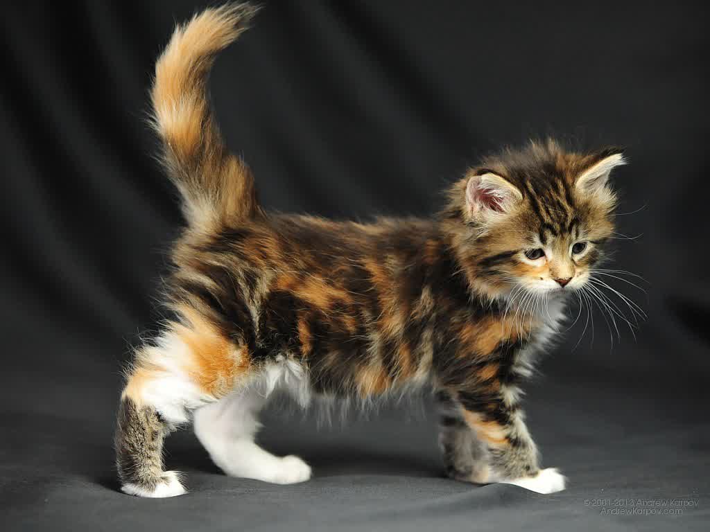 Maine Coon Cat Personality, Characteristics and Picture