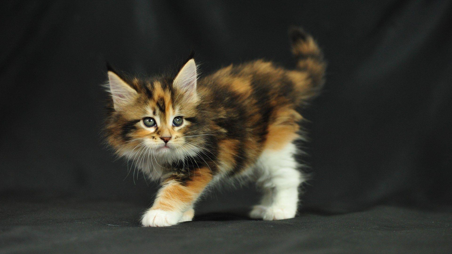 Maine Coon Cat Wallpaper High Quality