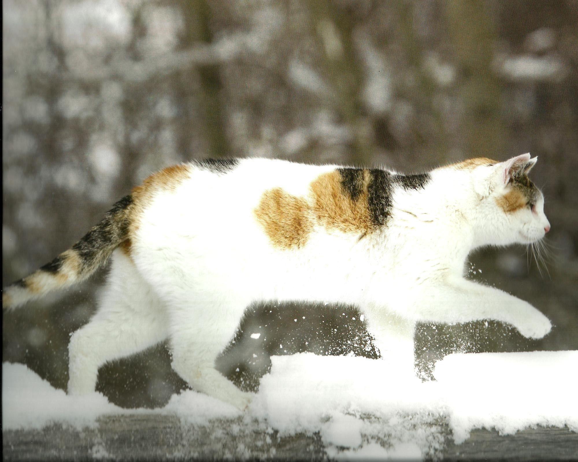 Cat Snow Cute Walking Calico Cats Wallpaper HD Download Cat HD 16