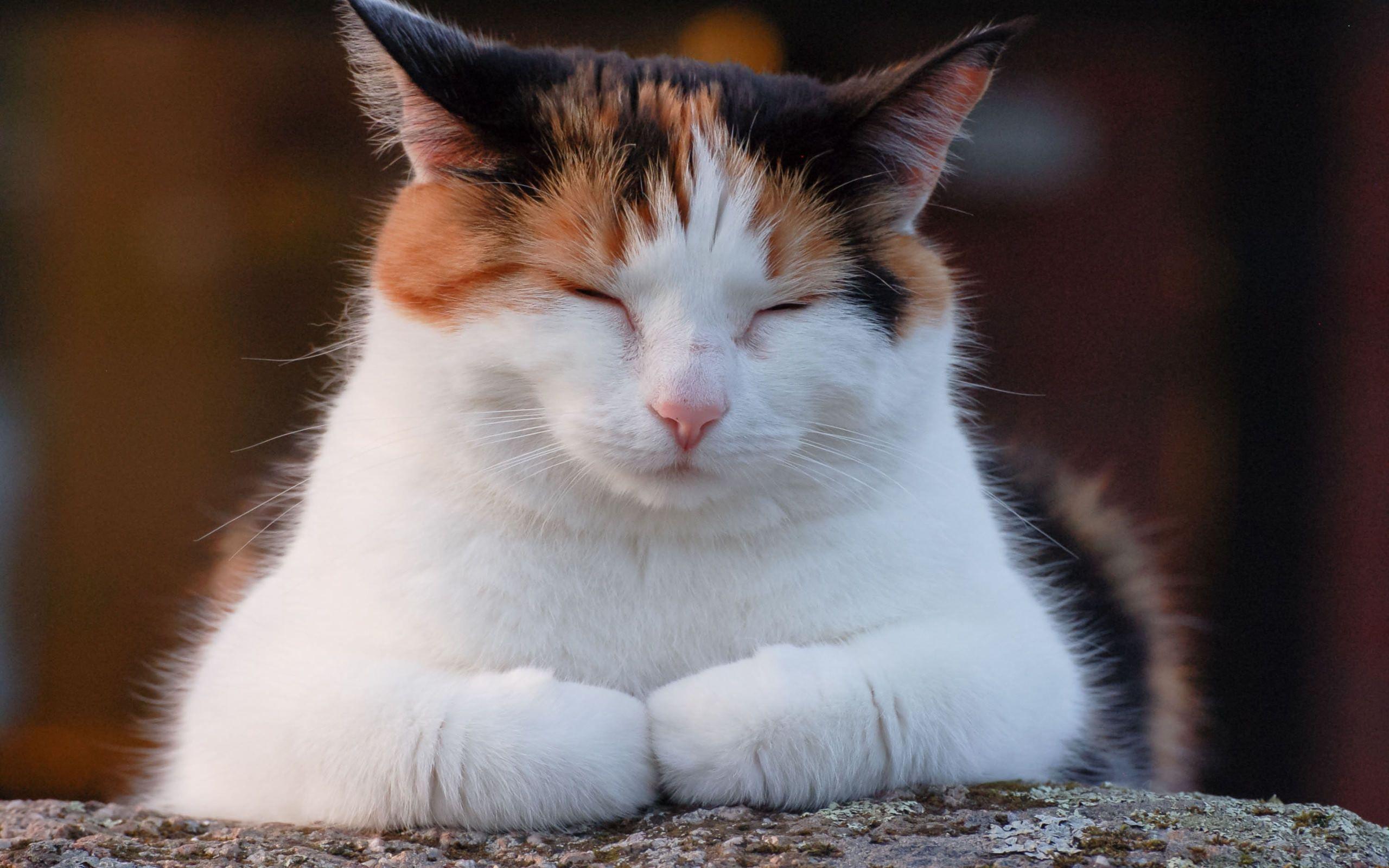 Cat Portrait with Closed Eye wallpaper. les yeux fermes with eyes