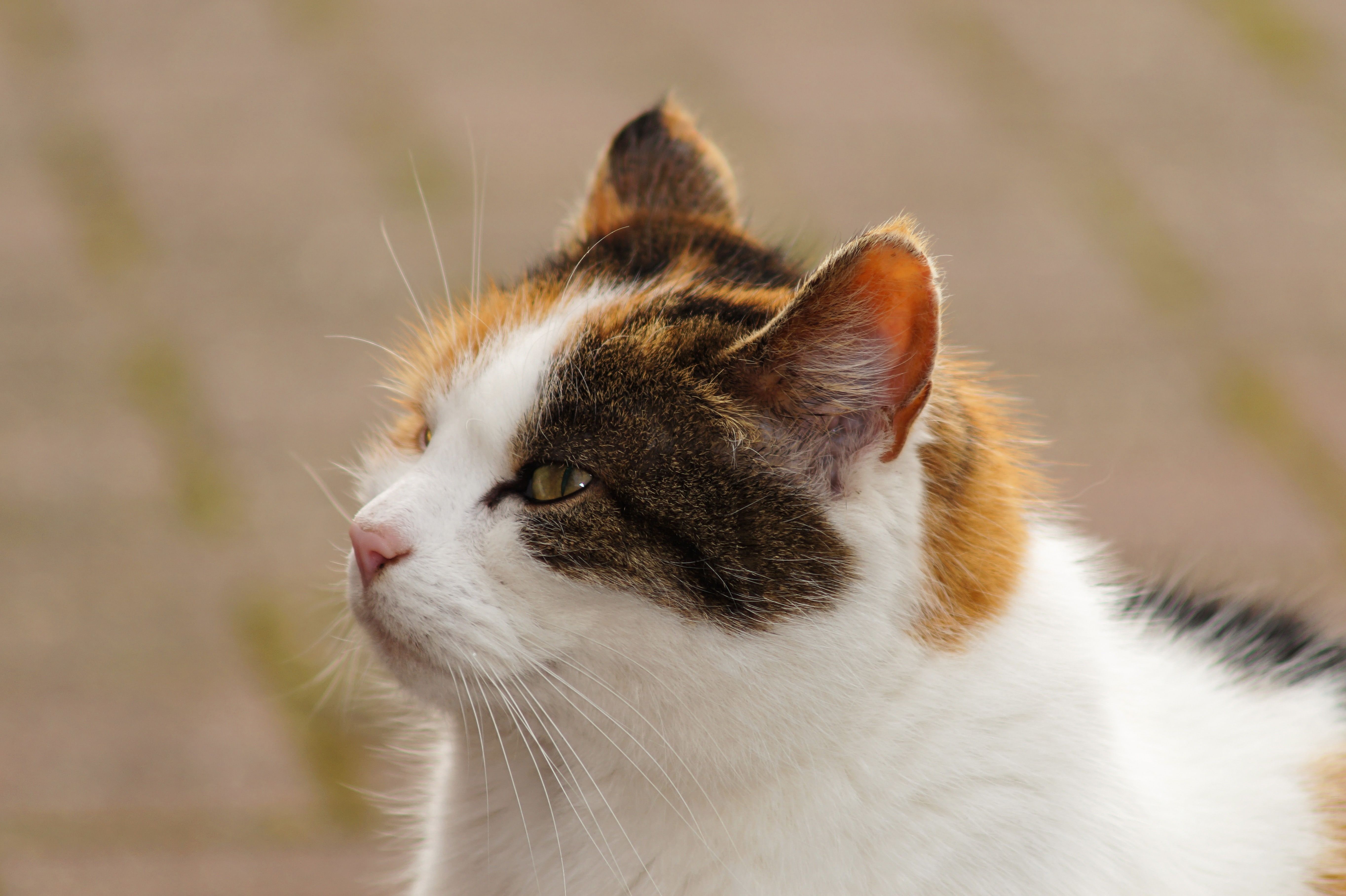 brown white and black calico cat free image