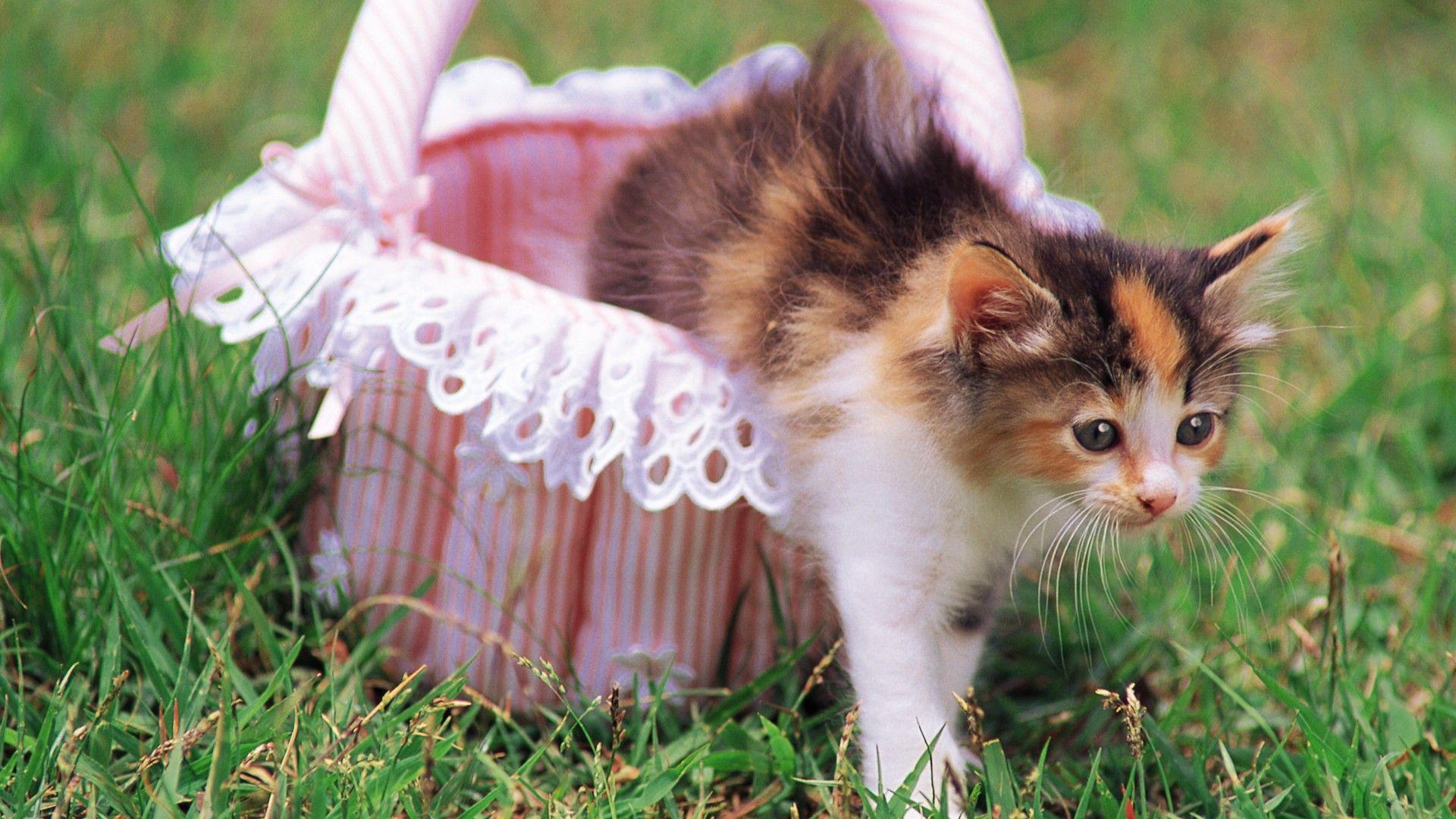 Calico Kittens HD Wallpaper, Background Image