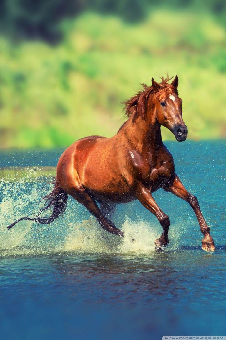 Running Horse Wallpaper Hd Vastu ~ Lordsenthilmuruganwallpapers: March