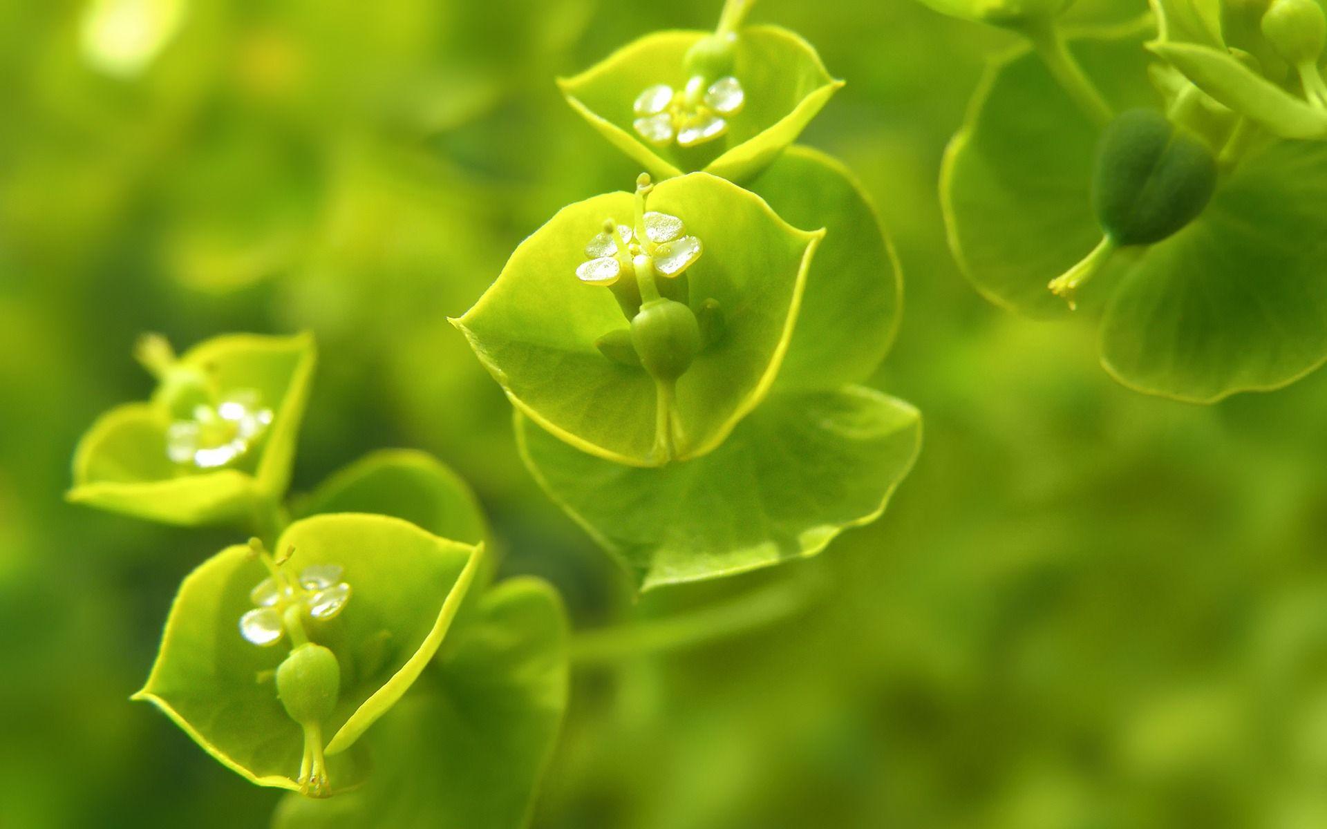 In The Green Wallpaper Plants Nature Wallpaper in jpg format