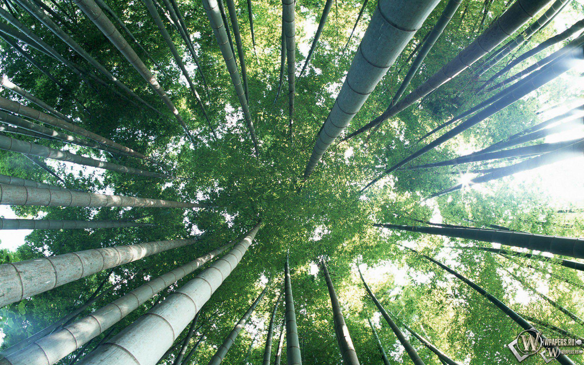 Bamboo, wallpaper, plants