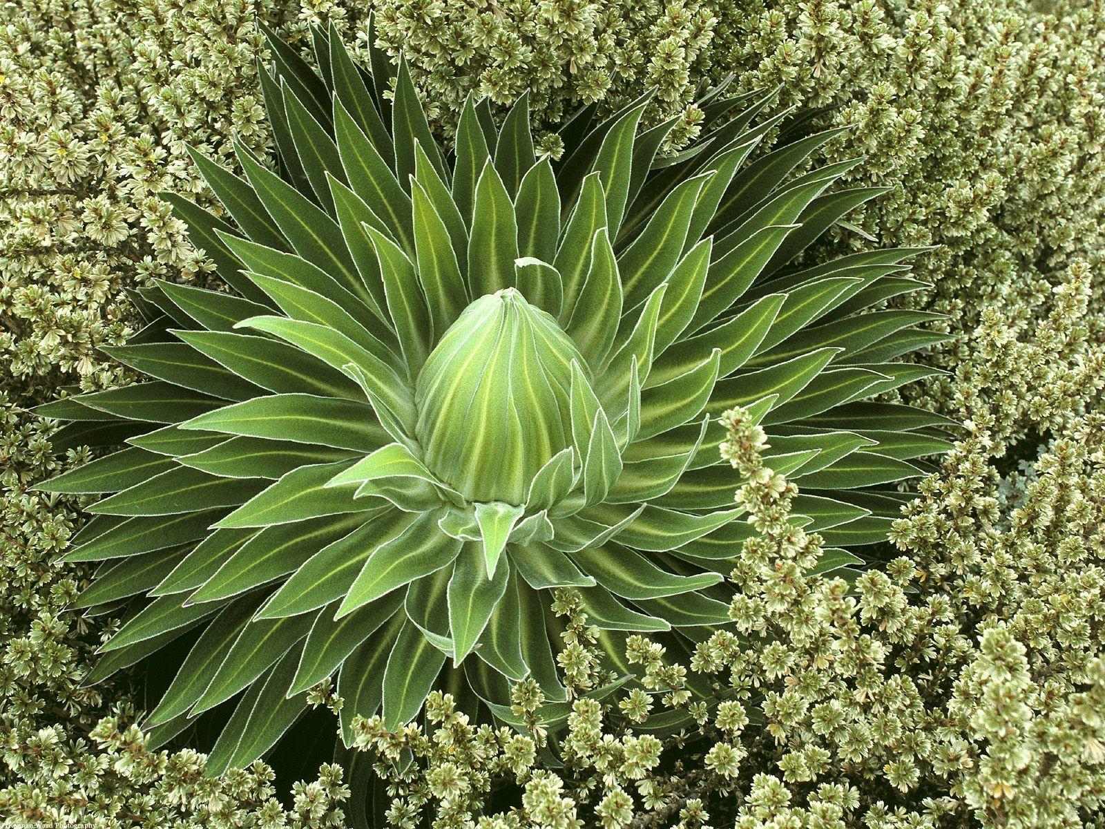 Awesome Plants HD Wallpaper